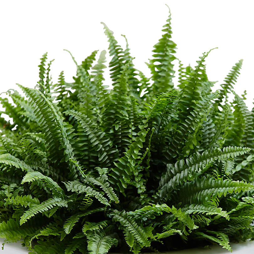 Fougère de Boston Nephrolepis 'Green Lady' - Image 3