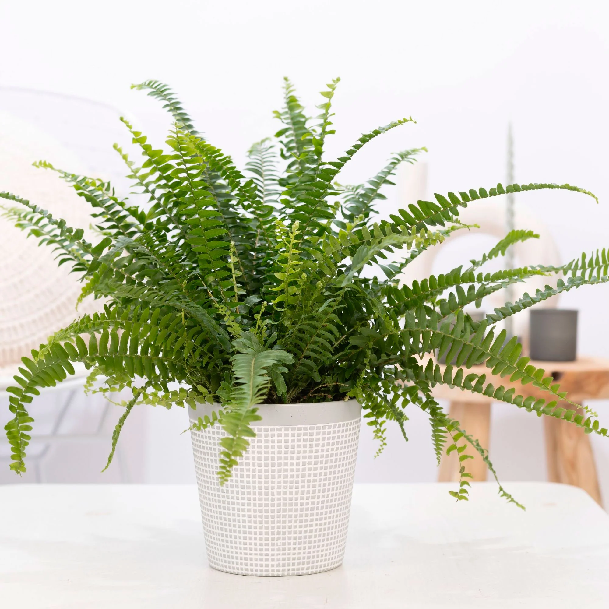 Fougère de Boston Nephrolepis 'Green Lady' avec cache-pot blanc