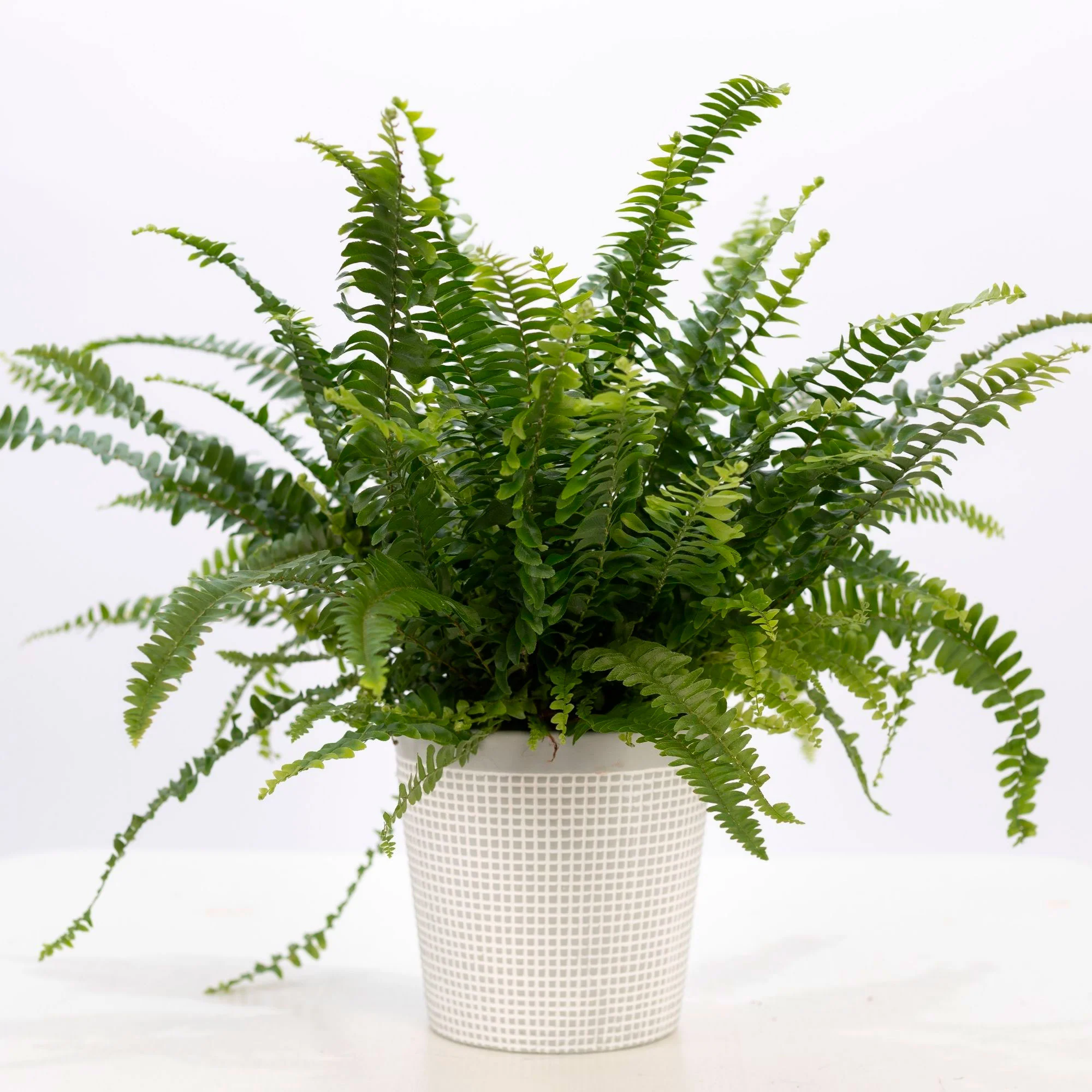 Fougère de Boston Nephrolepis 'Green Lady' avec cache-pot blanc - Image 3