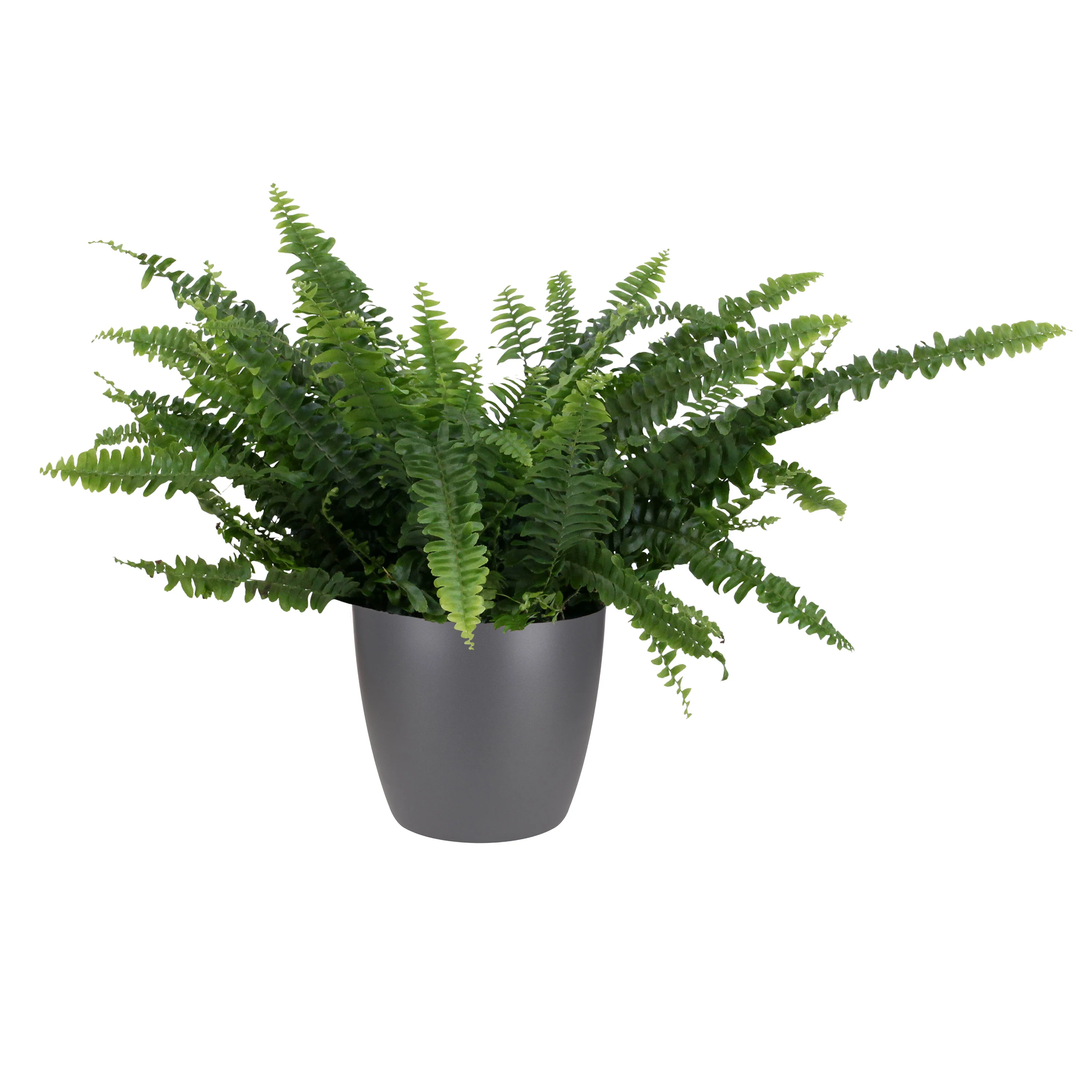 Fougère de Boston Nephrolepis 'Green Lady' avec pot décoratif - Image 4