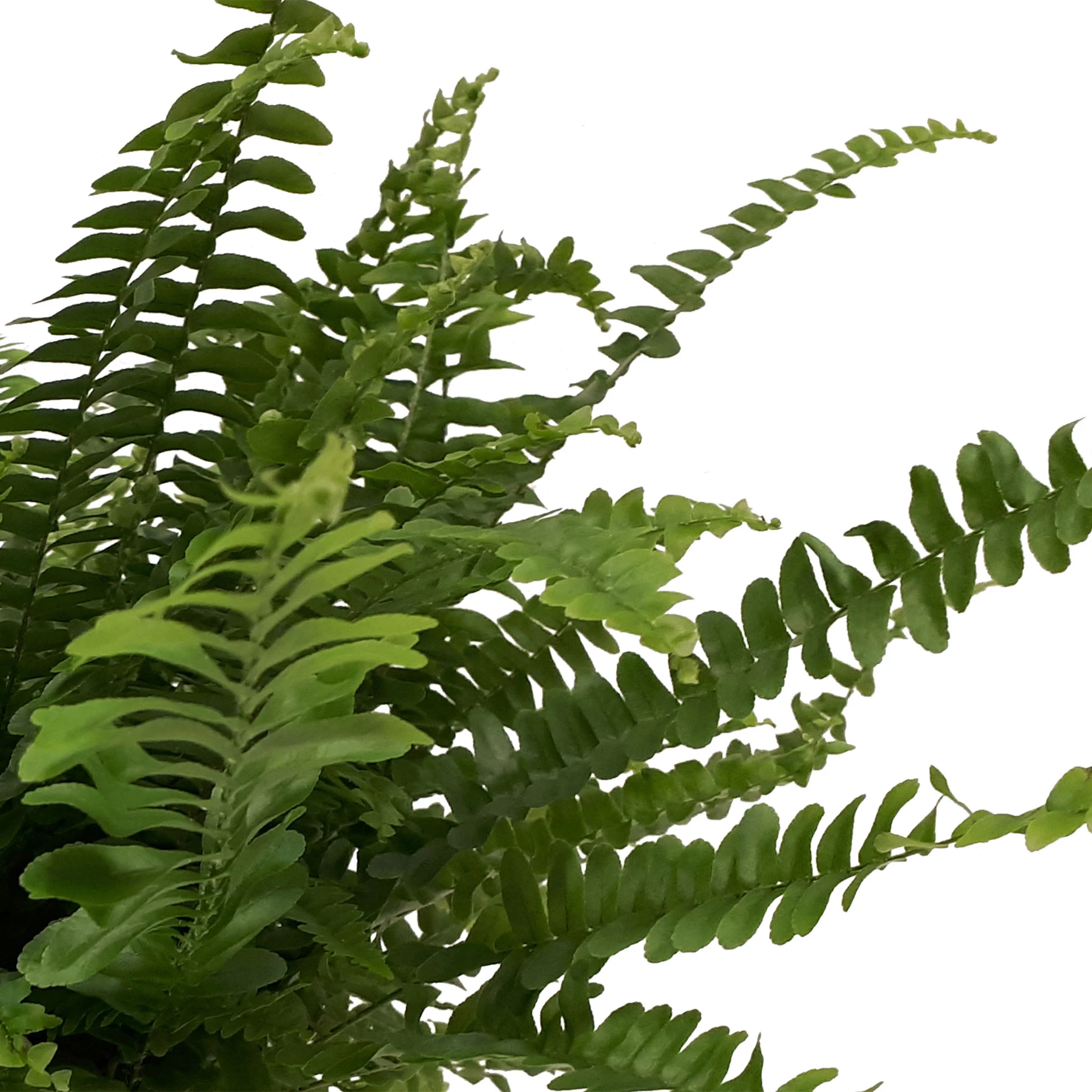 Fougère de Boston Nephrolepis 'Green Lady' incl. cache-pot en céramique