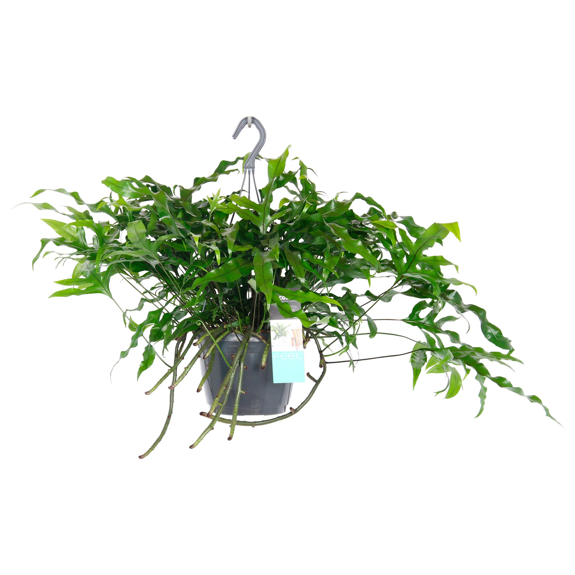 Fougère kangourou Microsorum diversifolium avec pot suspendu en plastique - Image 3