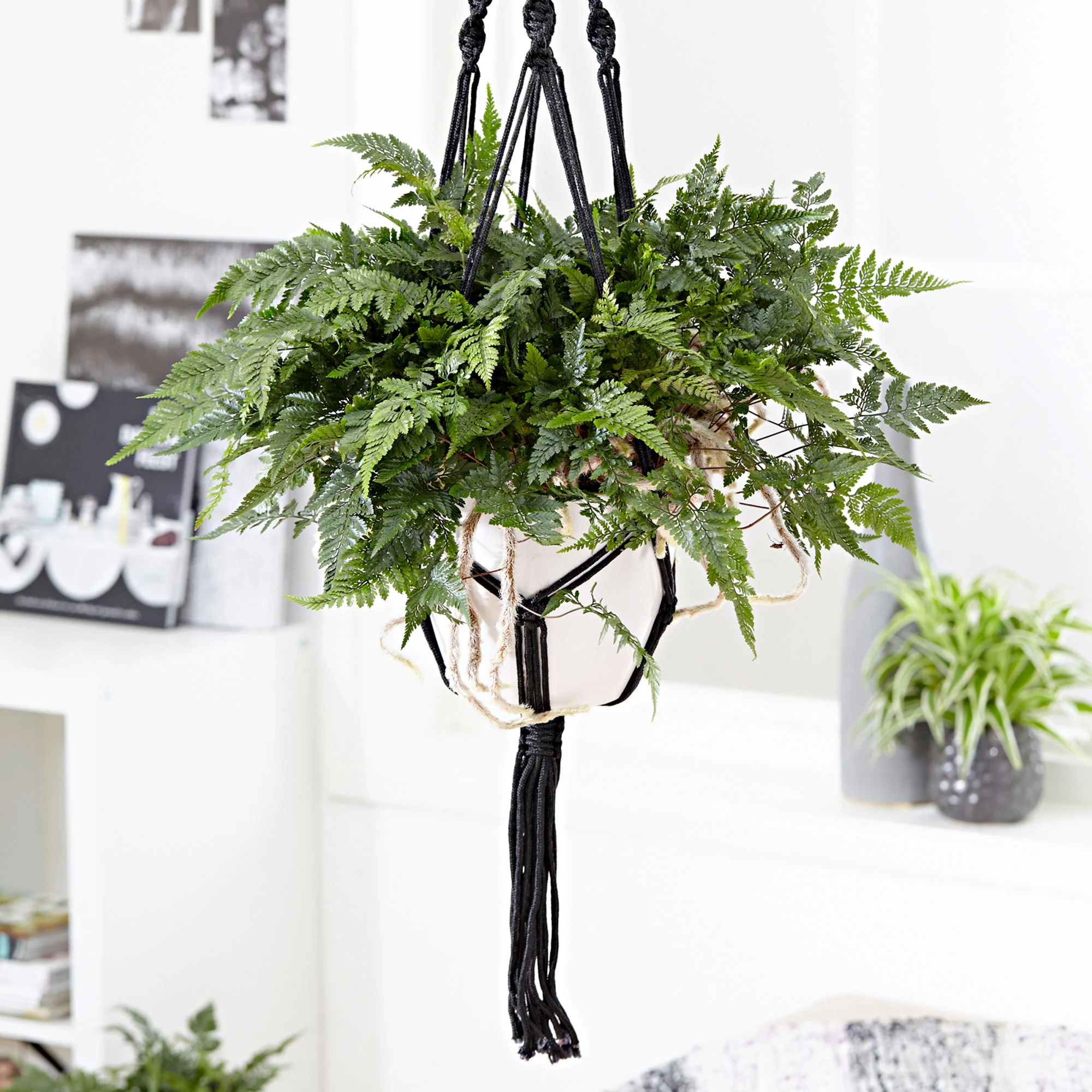 Fougère patte de lapin (Humata tyermannii) Humata tyermannii avec pot suspendu grise  - Plante suspendue - Image 2