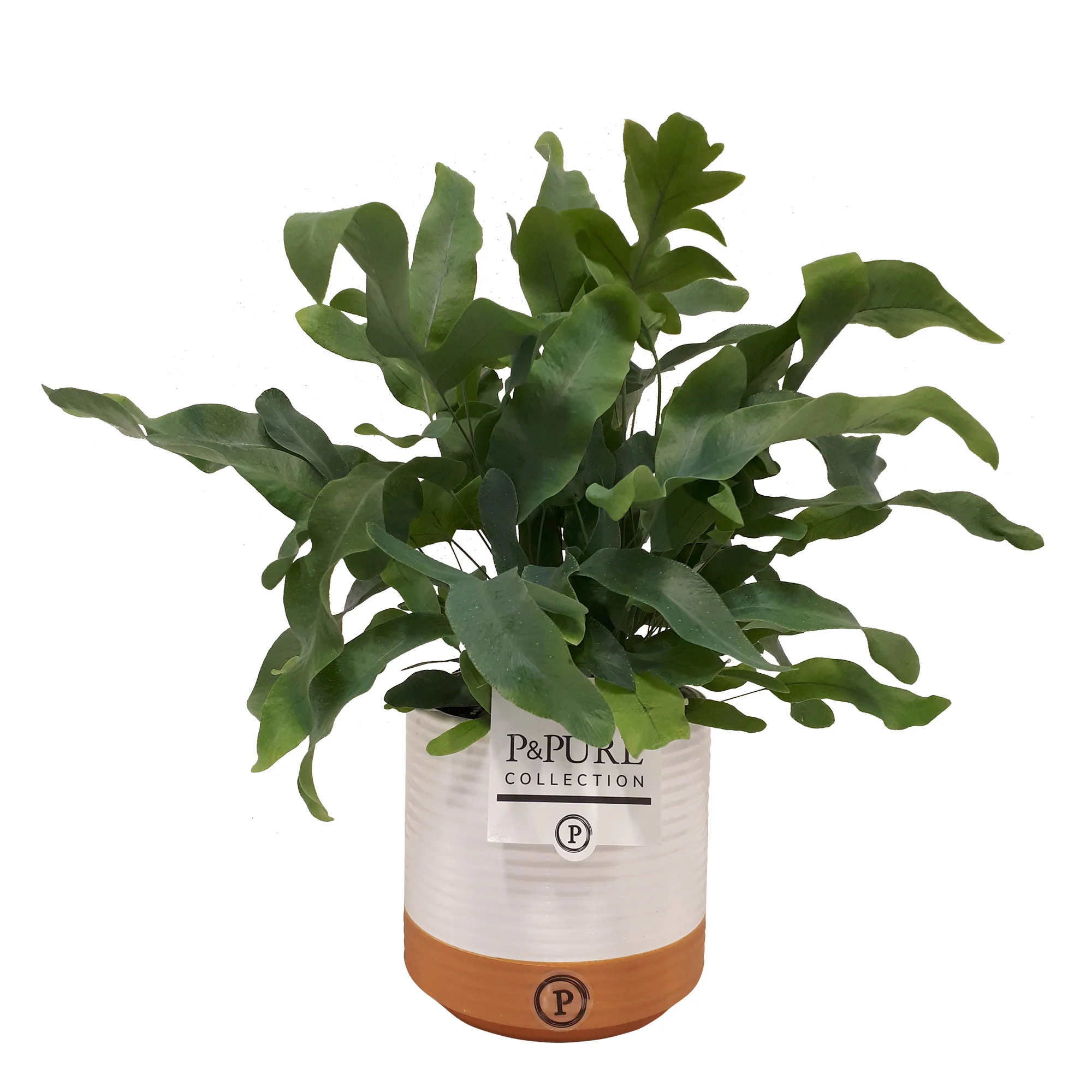 Fougère Phlebodium aureum Phlebodium 'Blue Star' incl. cache-pot en céramique - Image 3