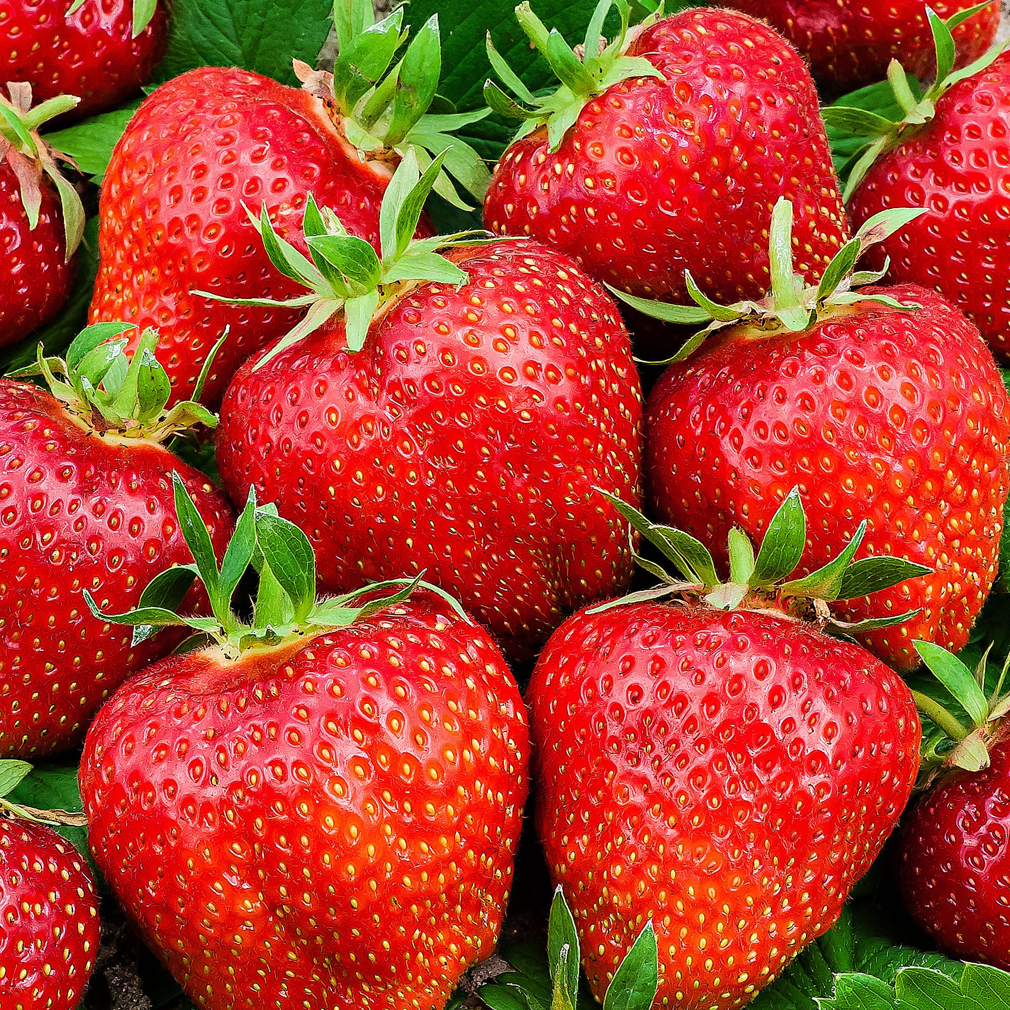 Fraisier Fragaria x ananassa 'Ostara' Rouge - Image 3