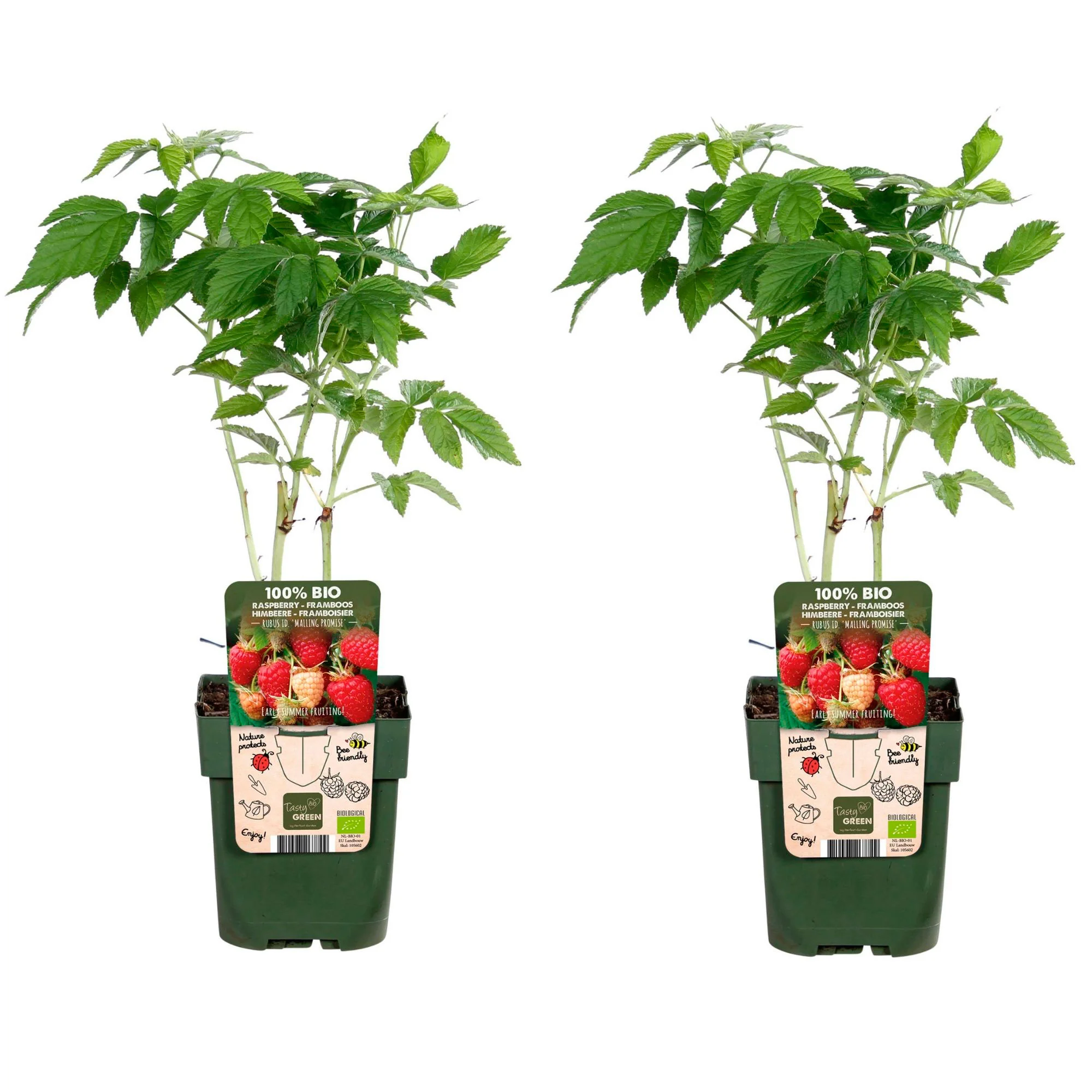 Framboise Rubus idaeus 'Malling Promise' - Biologique rouge - Image 4