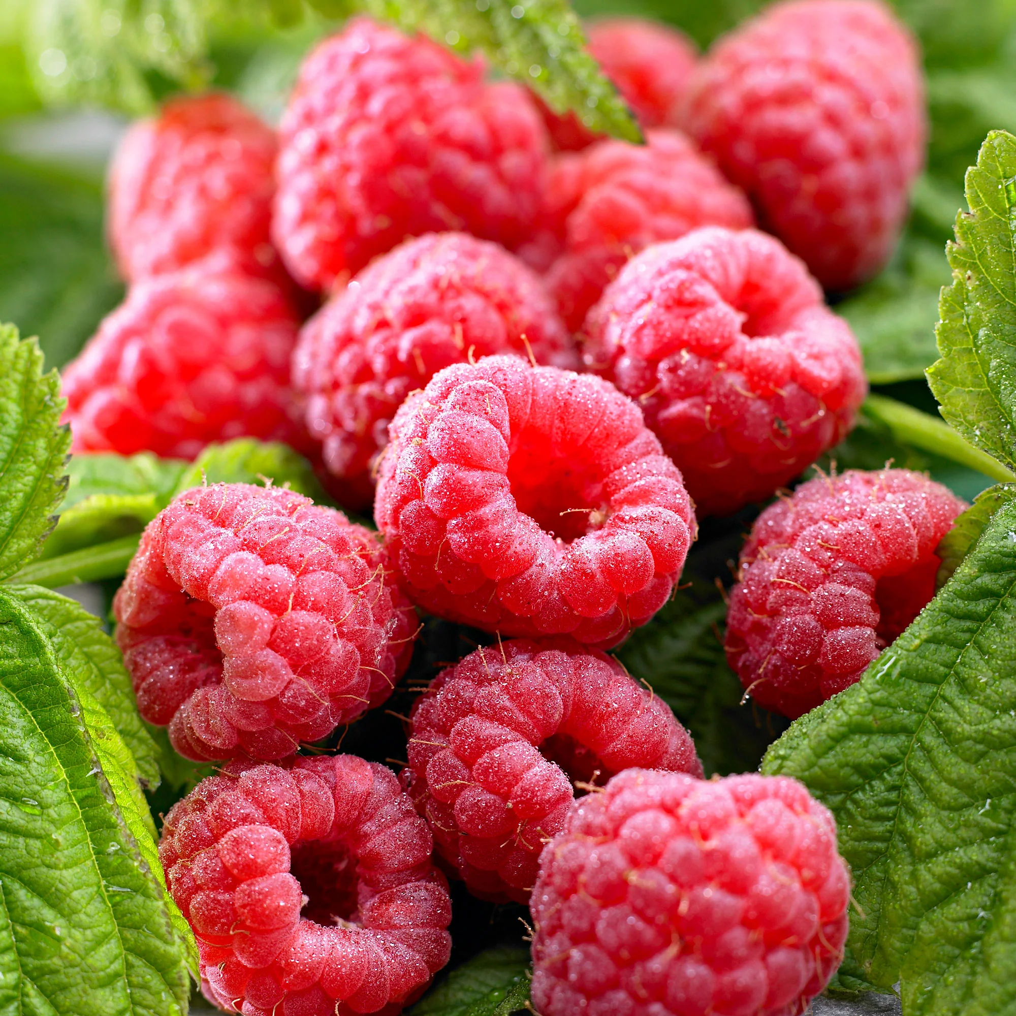 Framboise Rubus 'Twotimer Sugana Red' Rouge - Bio - Image 2