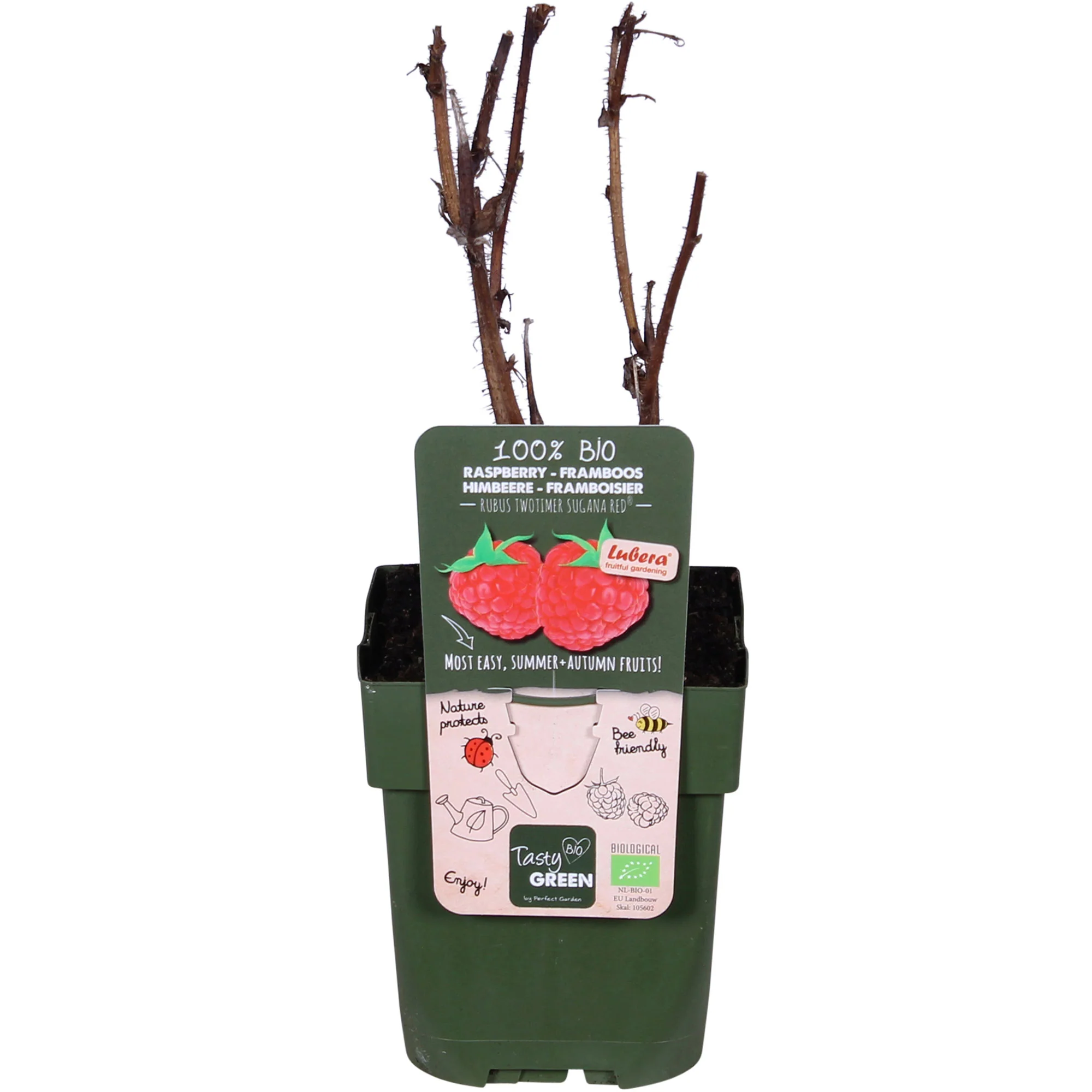 Framboise Rubus 'Twotimer Sugana Red' Rouge - Bio - Image 3