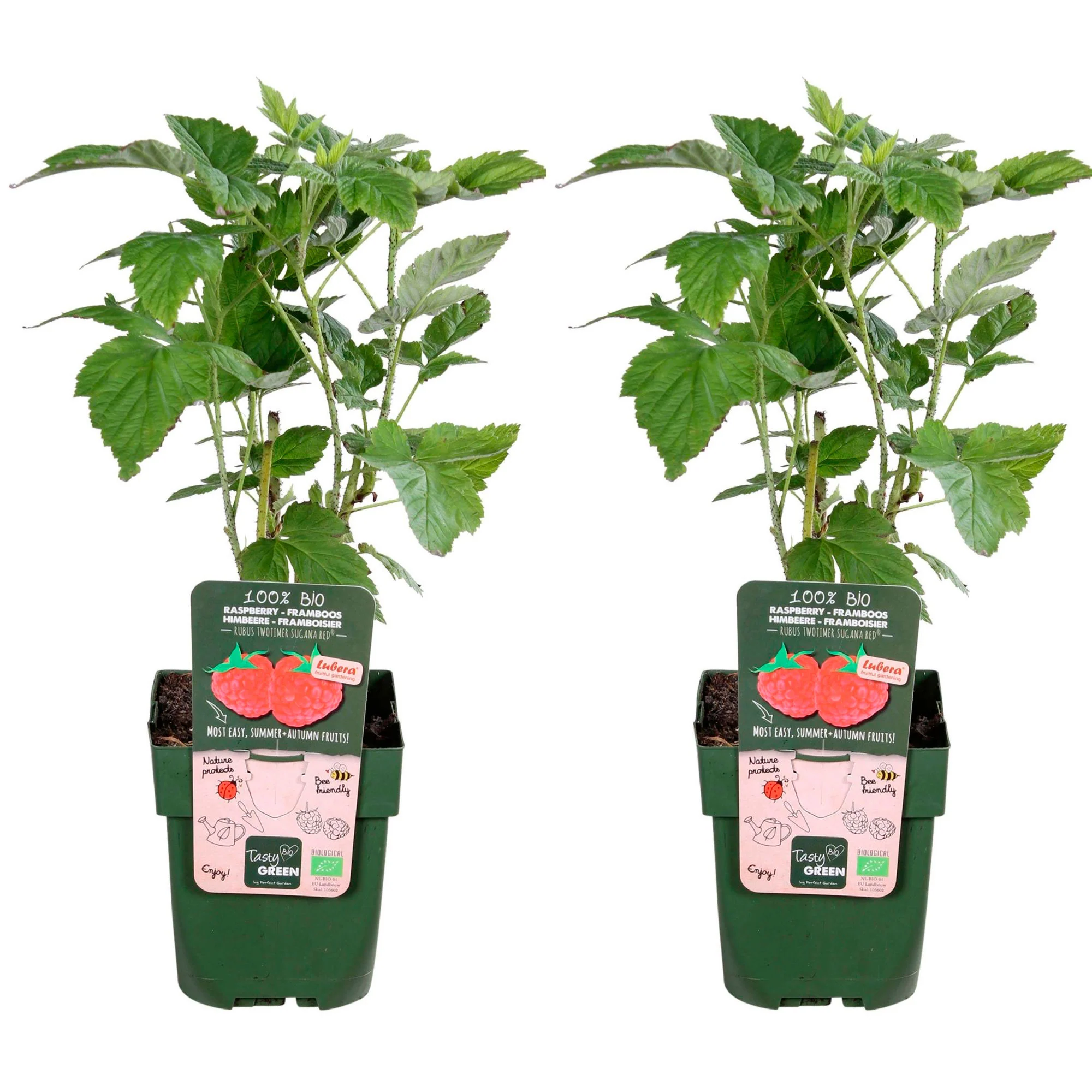 Framboise Rubus 'Twotimer Sugana Red' Rouge - Bio - Image 4