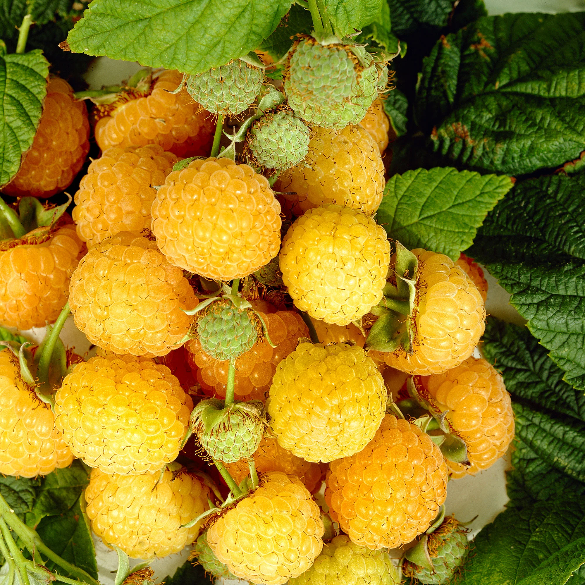 Framboise Rubus 'Twotimer Sugana Yellow' Jaune - Bio - Image 2