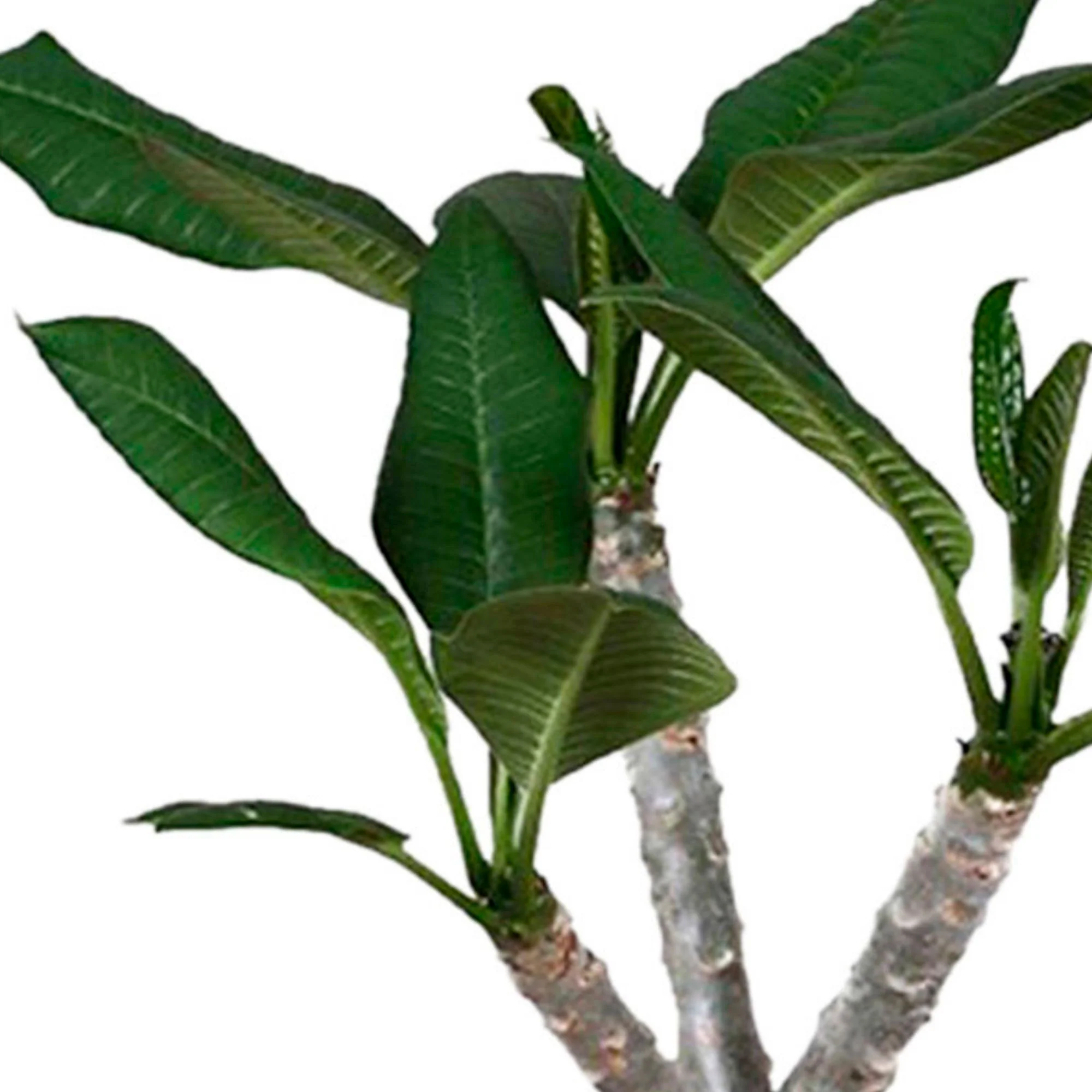 Frangipanier des îles Plumeria 'Hawaiian' Rose - Image 3