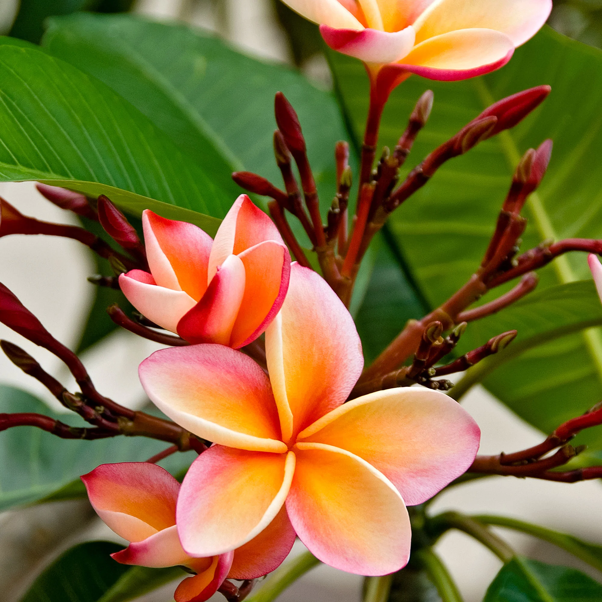 Frangipanier des îles Plumeria rubra Rose - Image 2