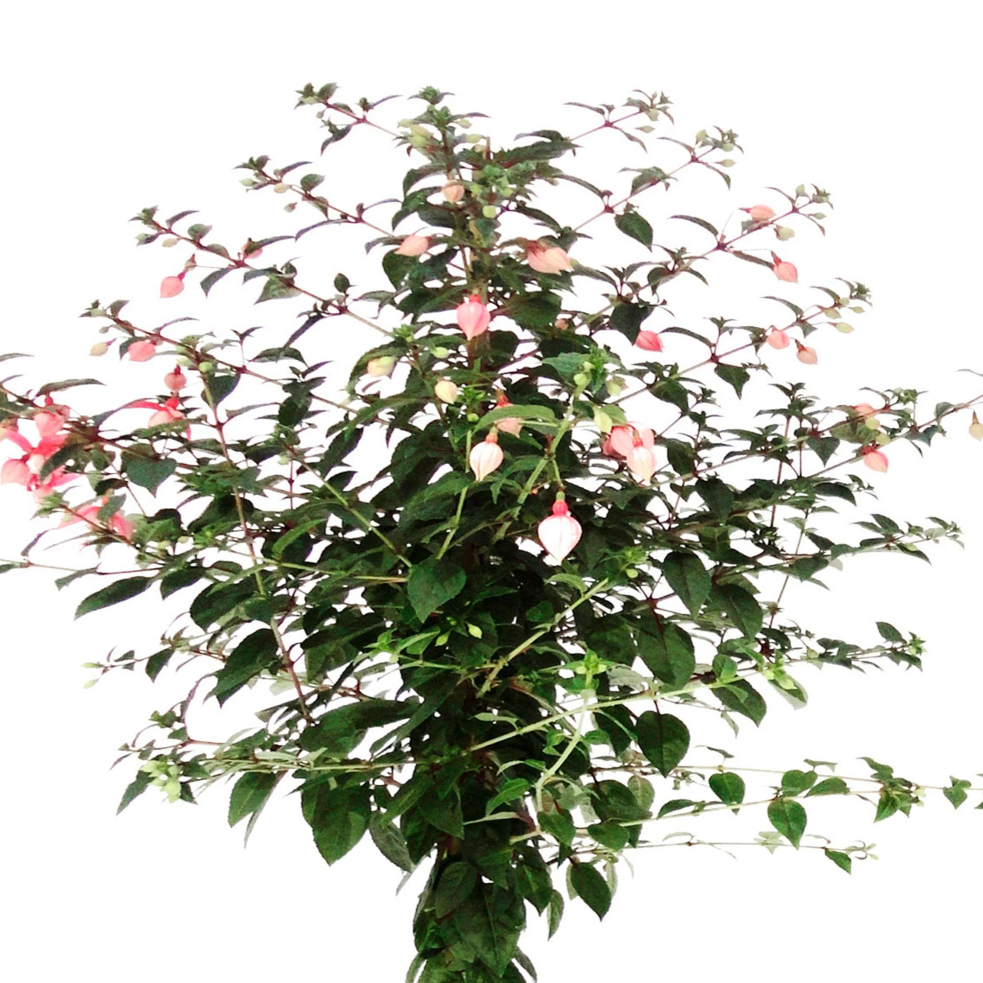 Fuchsia hybride Blanc - Image 2