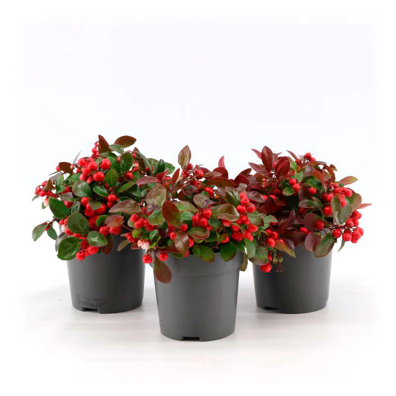 Gaulthérie Gaultheria 'Big Berry' Rouge - Image 10