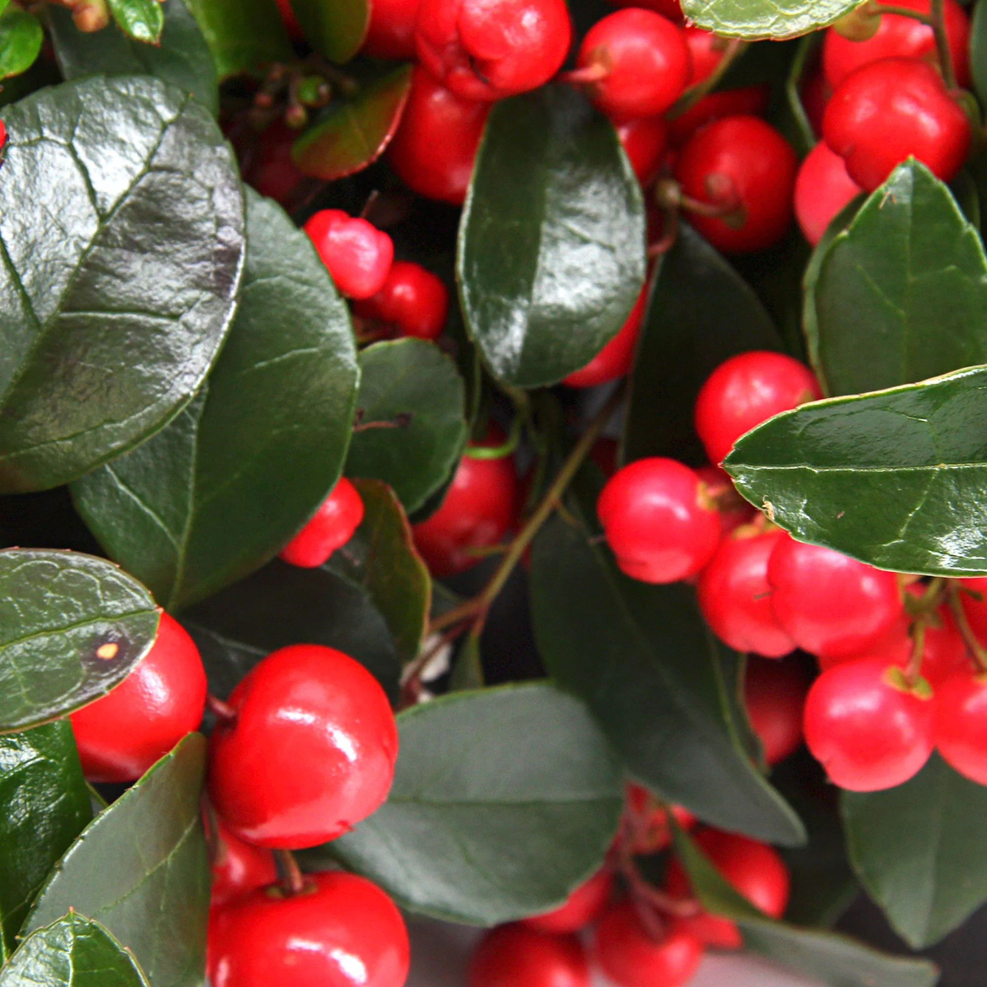 Gaulthérie Gaultheria 'Big Berry' Rouge - Image 2