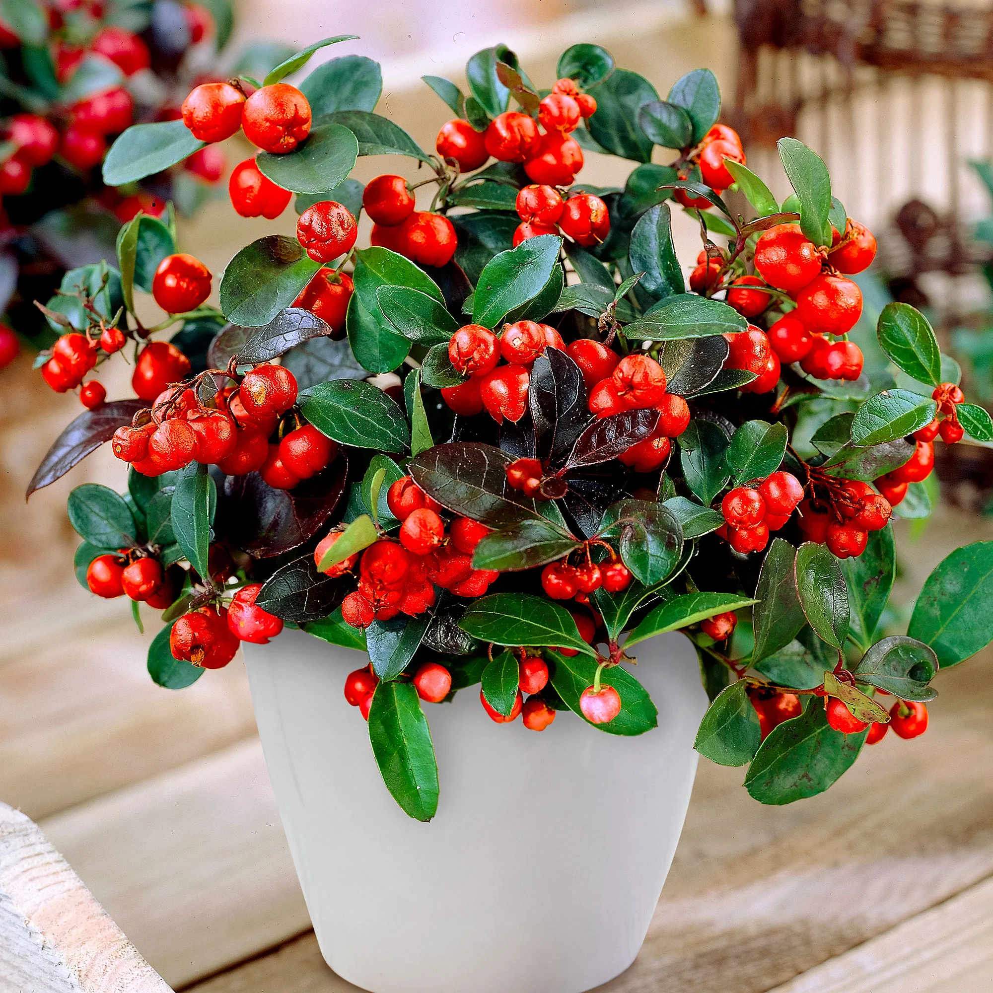 Gaulthérie Gaultheria 'Big Berry' Rouge avec pot décoratif - Image 4