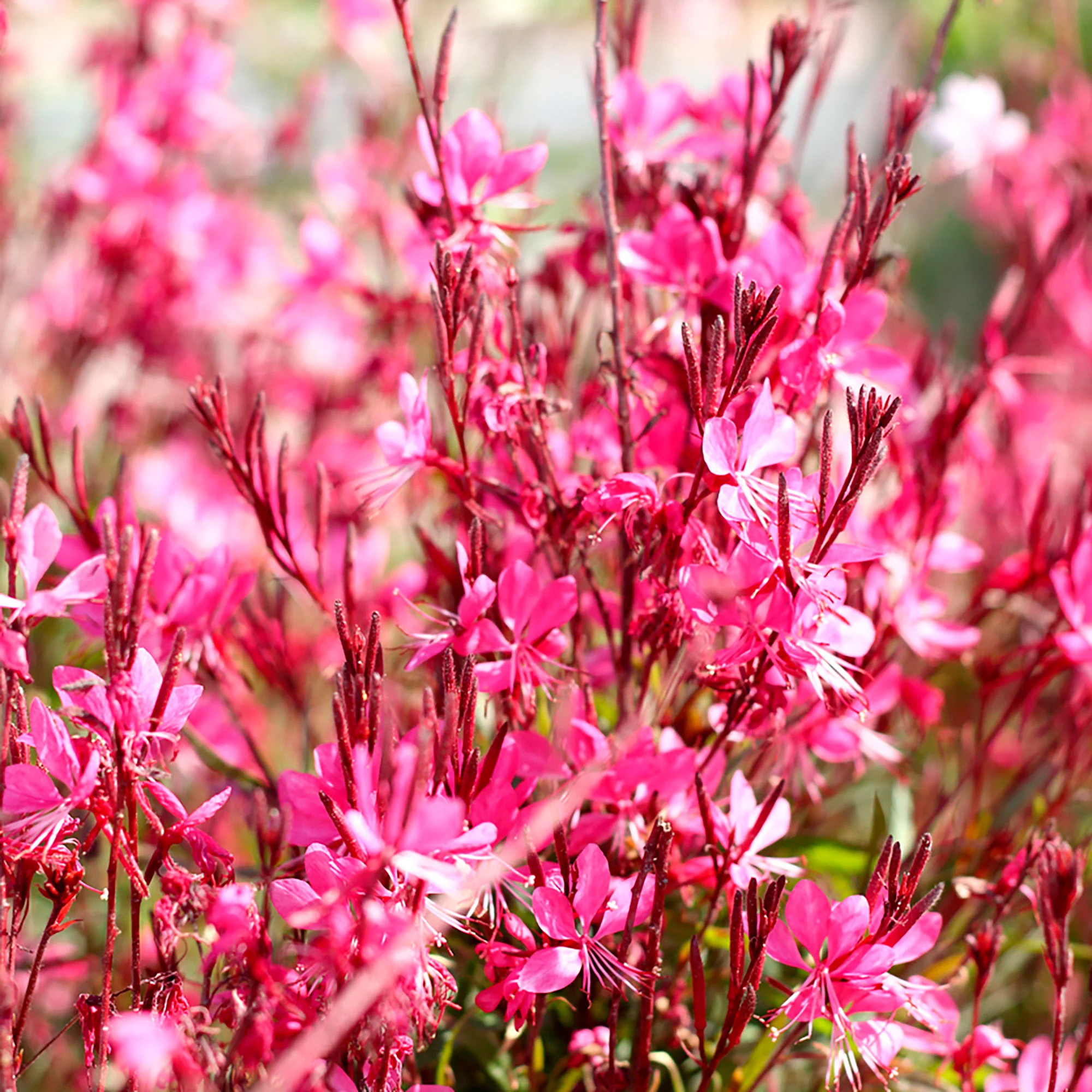 Gaura 'Butterfly Dark Pink'  Blanc-Rose - Image 2