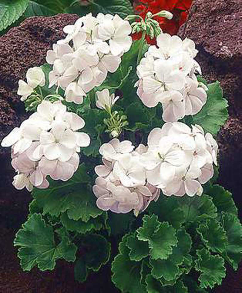 Géranium 'Apollo F1' - Image 2