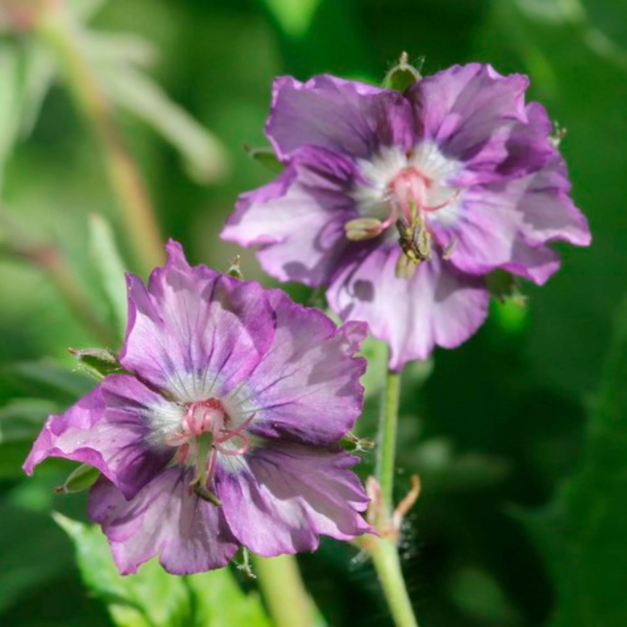 Géranium Geranium 'Kora' Violet-Blanc - Bio