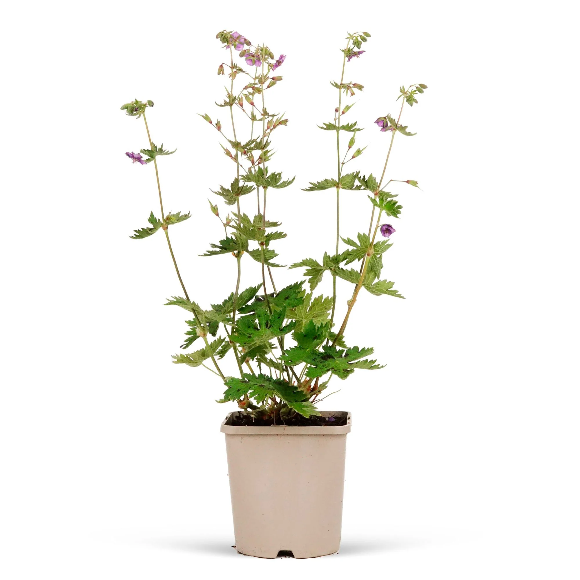 Géranium Geranium 'Kora' Violet-Blanc - Bio - Image 3
