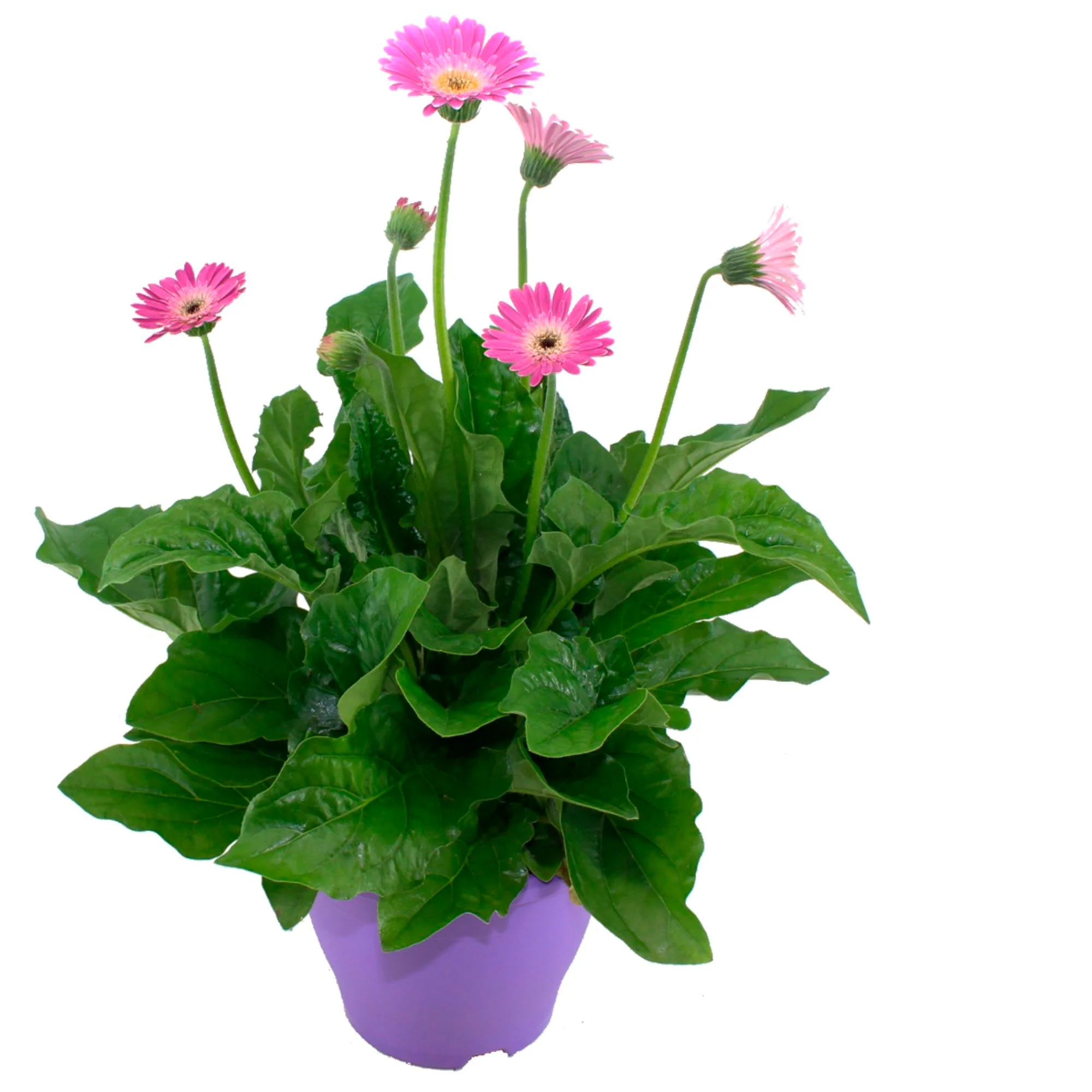 Gerbera  'Garvinea' Violet - Image 4