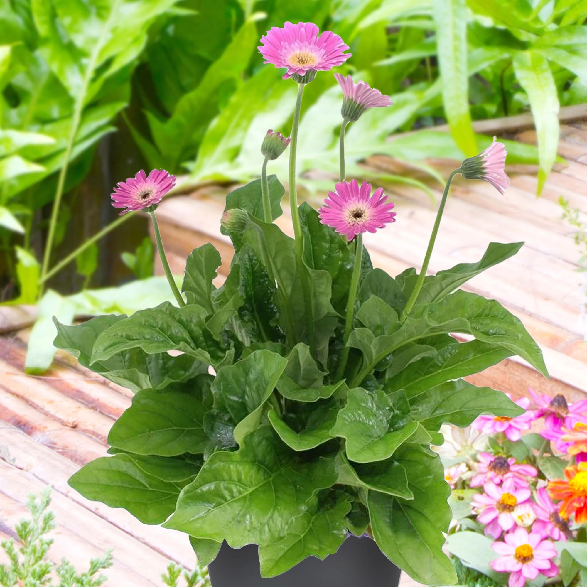 Gerbera 'Garvinea' Violet - Image 2