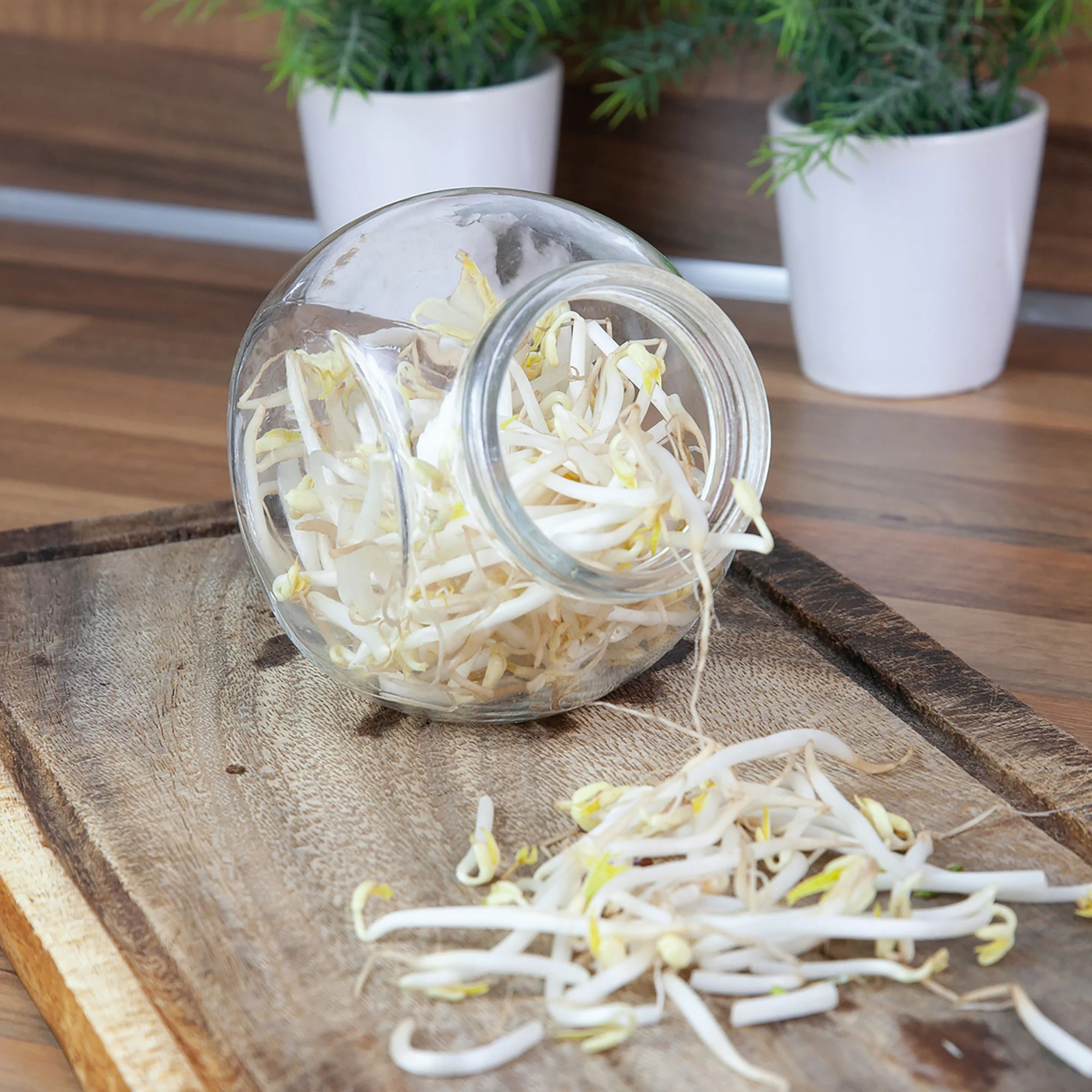 Germe de soja Vigna radiata - Biologique incl. kit de culture - Semences de légumes - Image 3