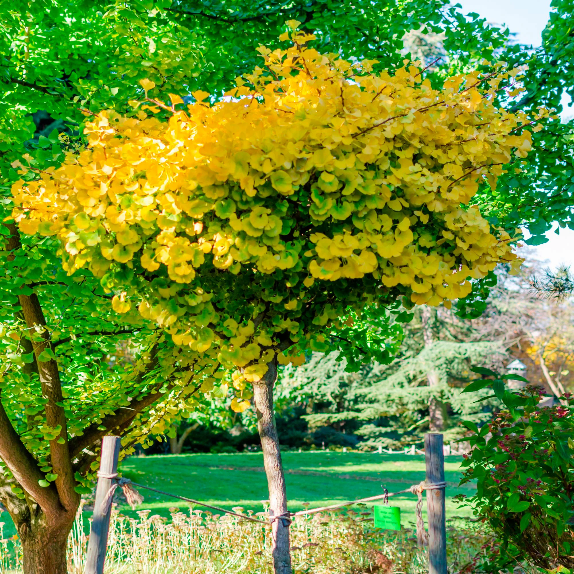 Ginkgo  'Mariken' - Image 2
