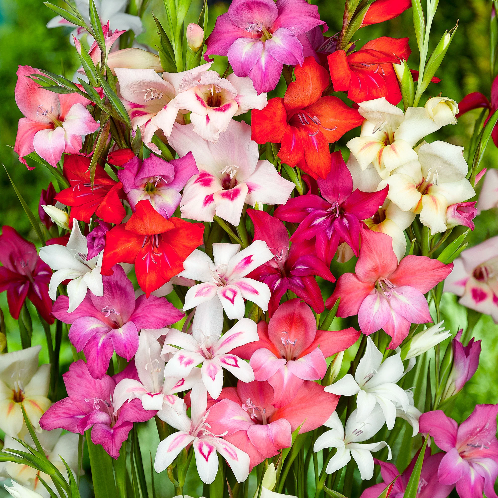 Glaïeuls nains Gladiolus - Mélange  'Nanus' - Image 3