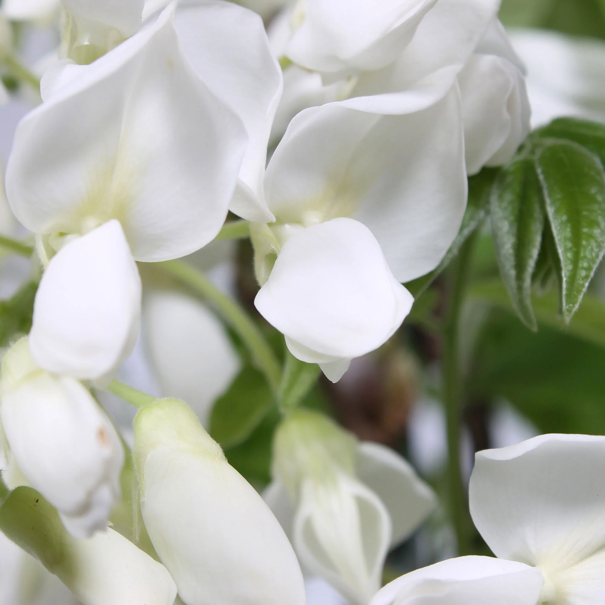 Glycine blanche - Image 3