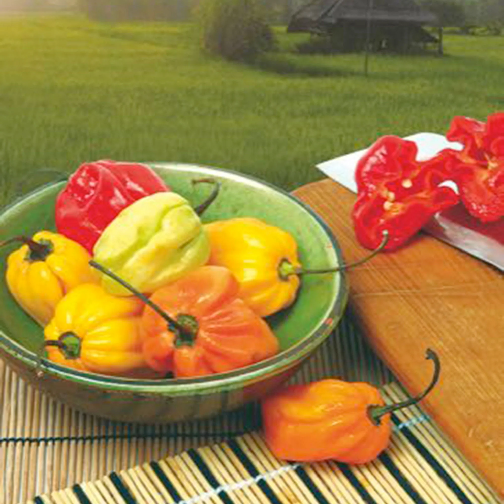 Habanero Piment Capsicum chinense Mélange 10 m² - Semences de légumes