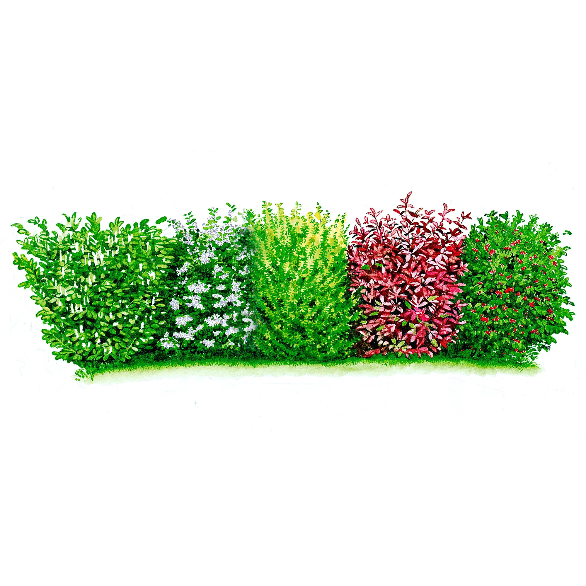 Haie à feuilles persistantes Prunus laurocerasus + Viburnum lan. + Ligustrum + Photinia + Ilex - Plants à racines nues - Image 3