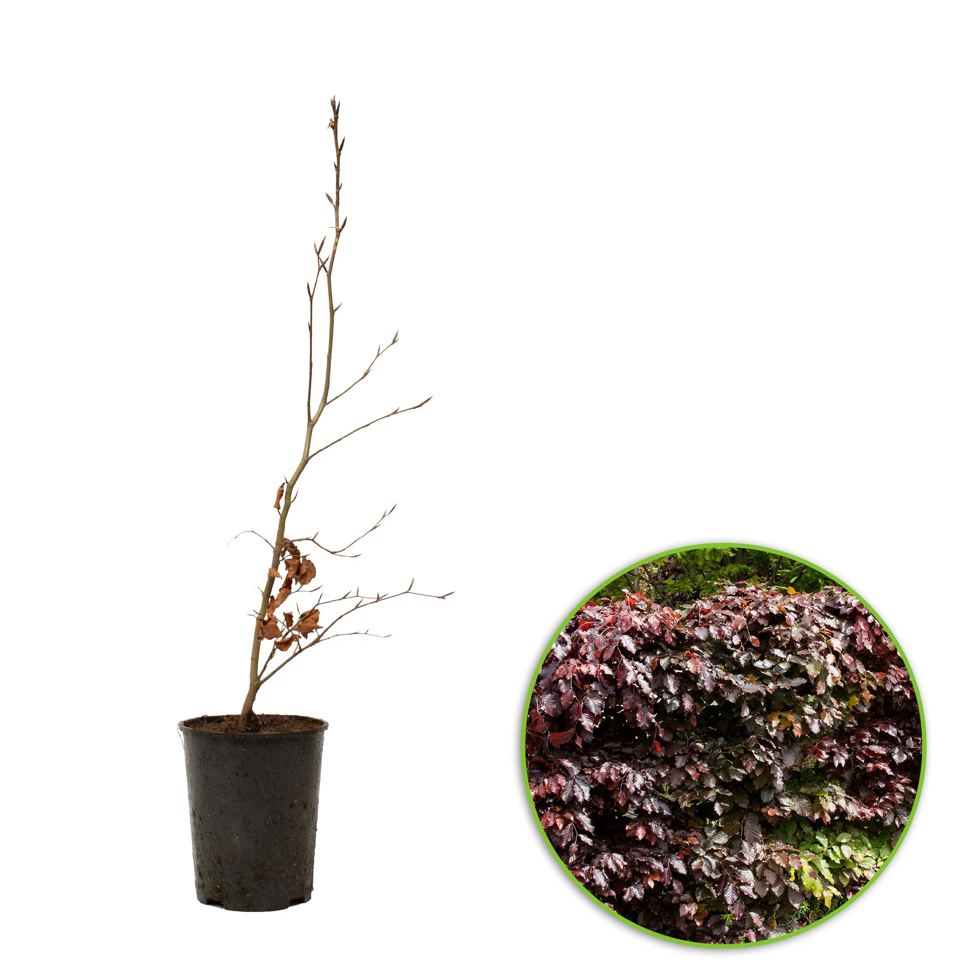 Haie de hêtres Fagus sylvatica 'Atropurpurea' rouge - Image 2