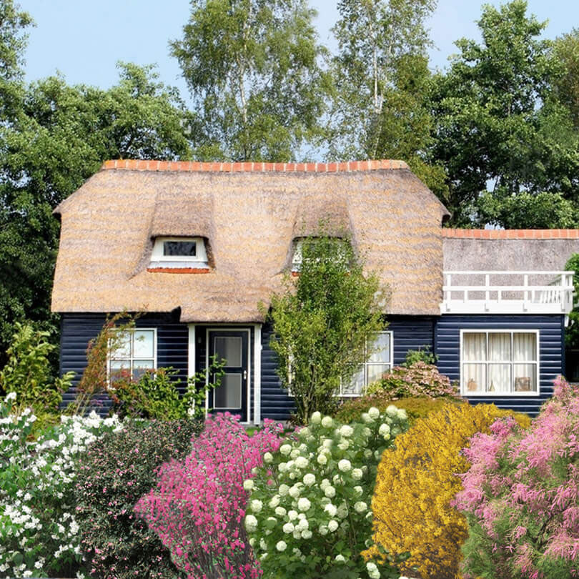 Haie des quatre saisons Tamarix + Forsythia + Philadelphus + Ribes + Symphonicarpus + Viburnum - Plants à racines nues - Image 7