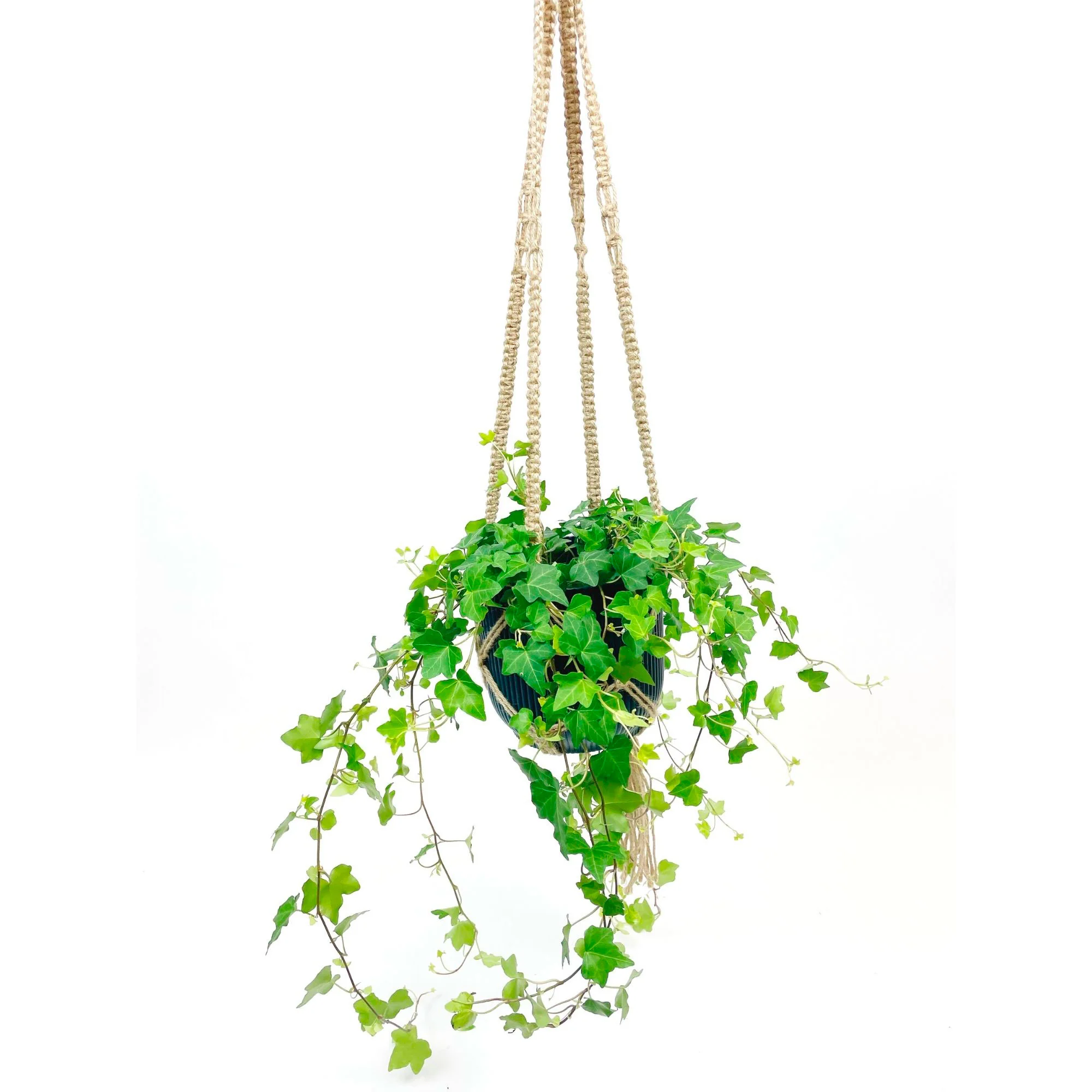 Hedera 'Pittsburgh' avec suspension macramé et cache-pot bleu  - Plante suspendue - Image 4