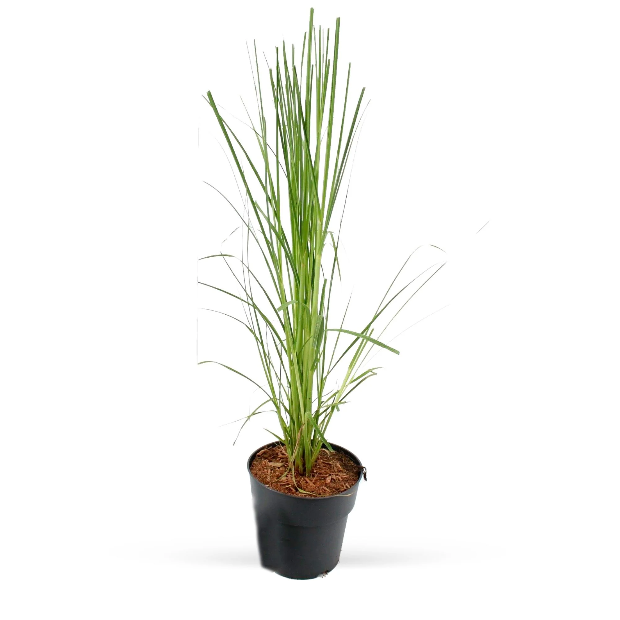 Herbe de la pampa Cortaderia 'Pink Feathers' Blanc-Rose - Image 4