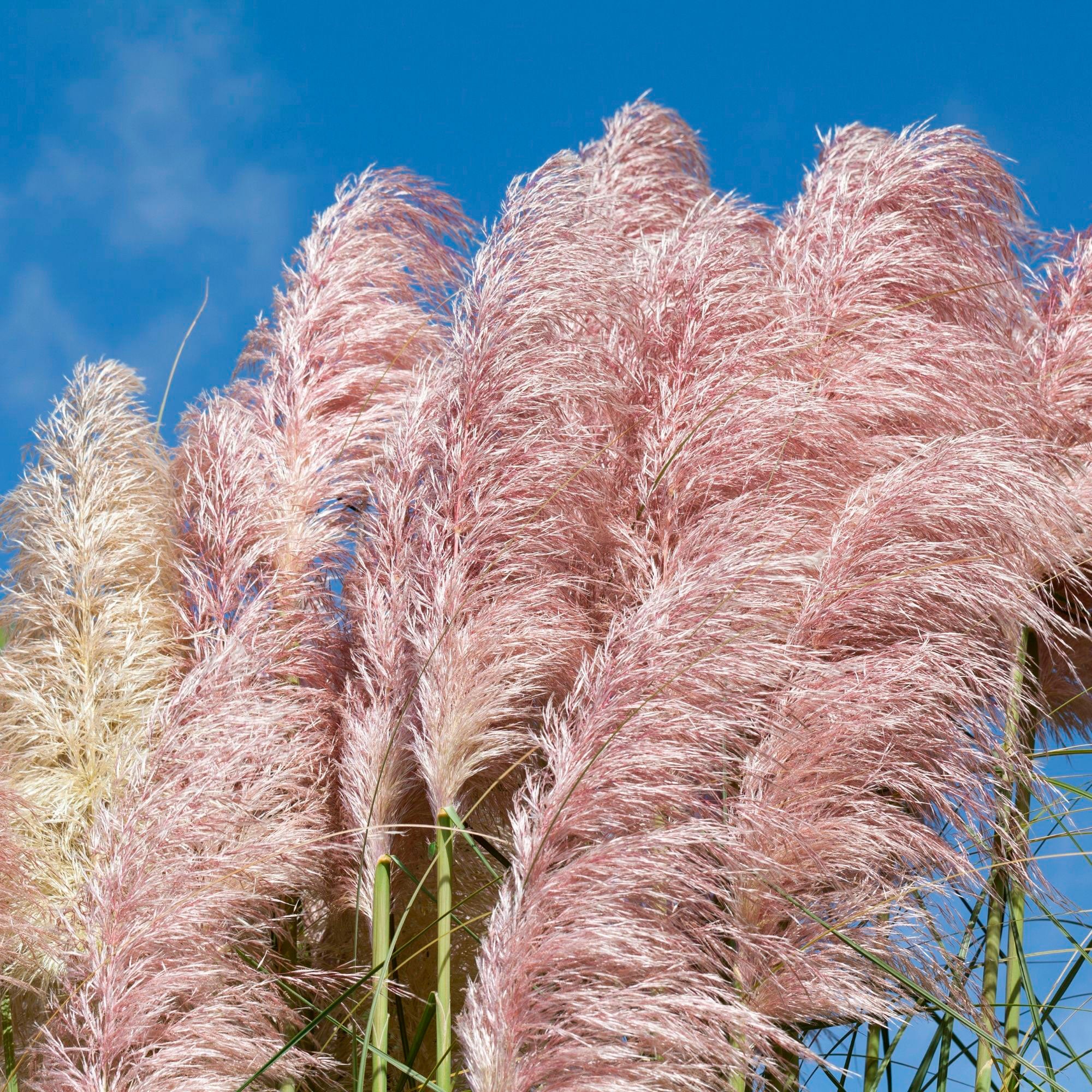 Herbe de la pampa Cortaderia 'Rosea' Blanc-Rose
