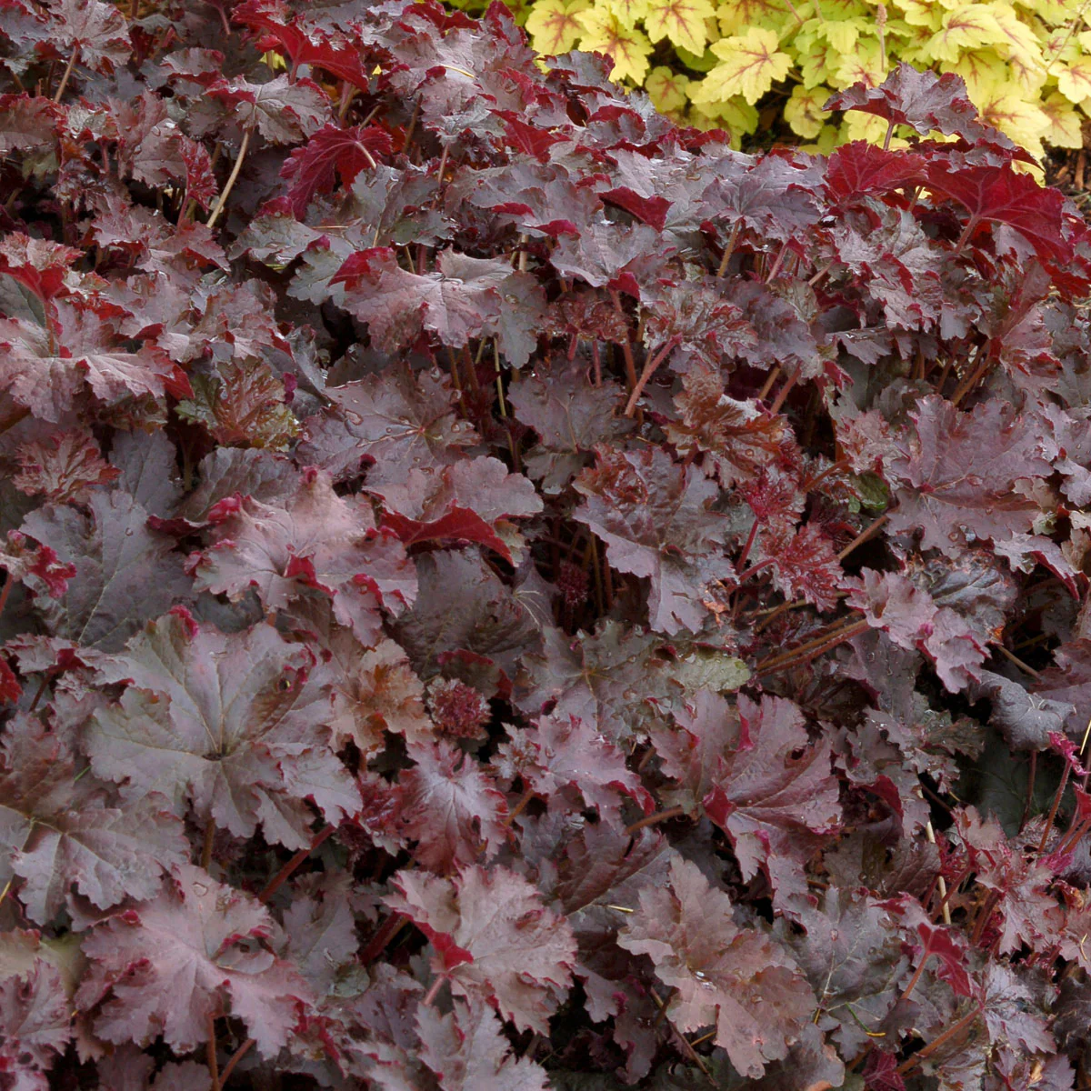 Heuchère Heuchera 'Chocolate Ruffles' - Biologique rouge-marron