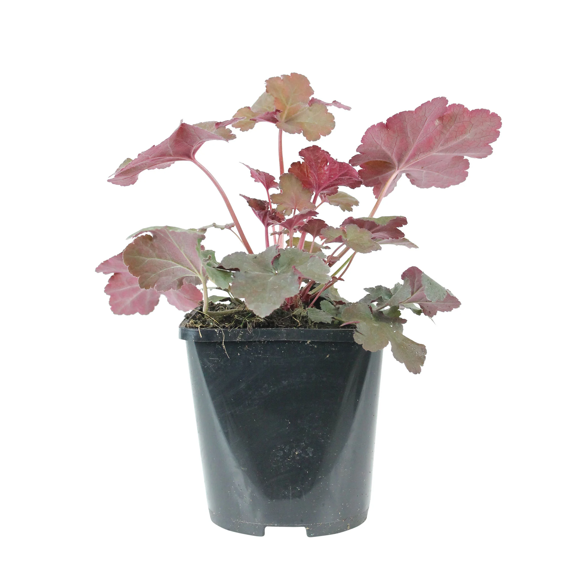 Heuchère Heuchera 'Chocolate Ruffles' - Biologique rouge-marron - Image 3
