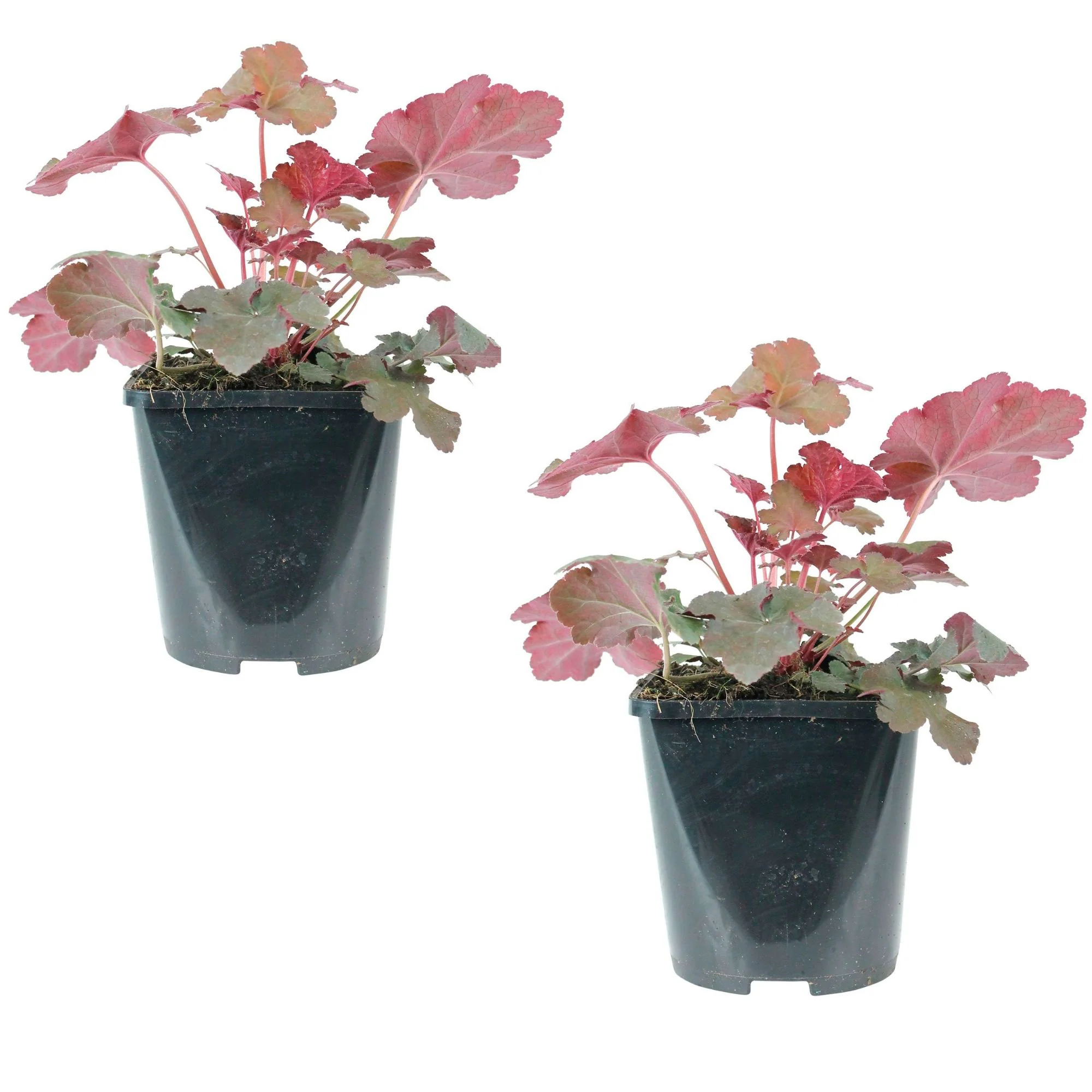 Heuchère Heuchera 'Chocolate Ruffles' - Biologique rouge-marron - Image 4