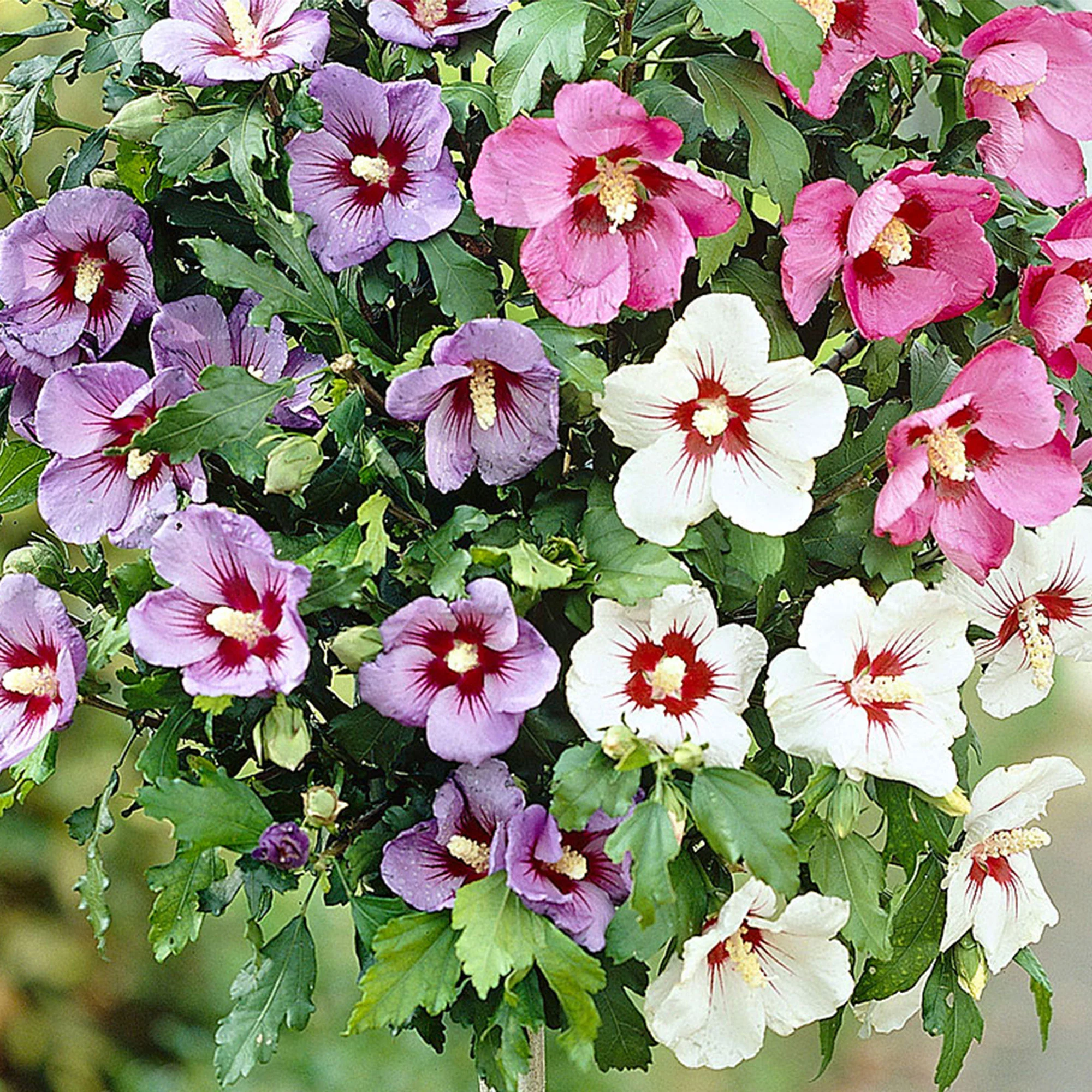 Hibiscus syriacus Hibiscus 'Tricolor' rouge-blanc-bleu - Image 3