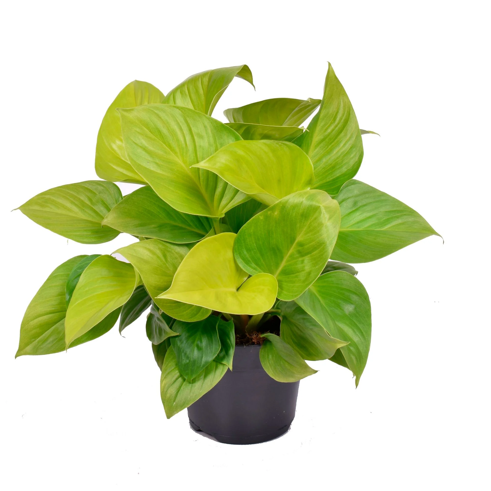 Homalomena 'Lemon Lime' - Bio