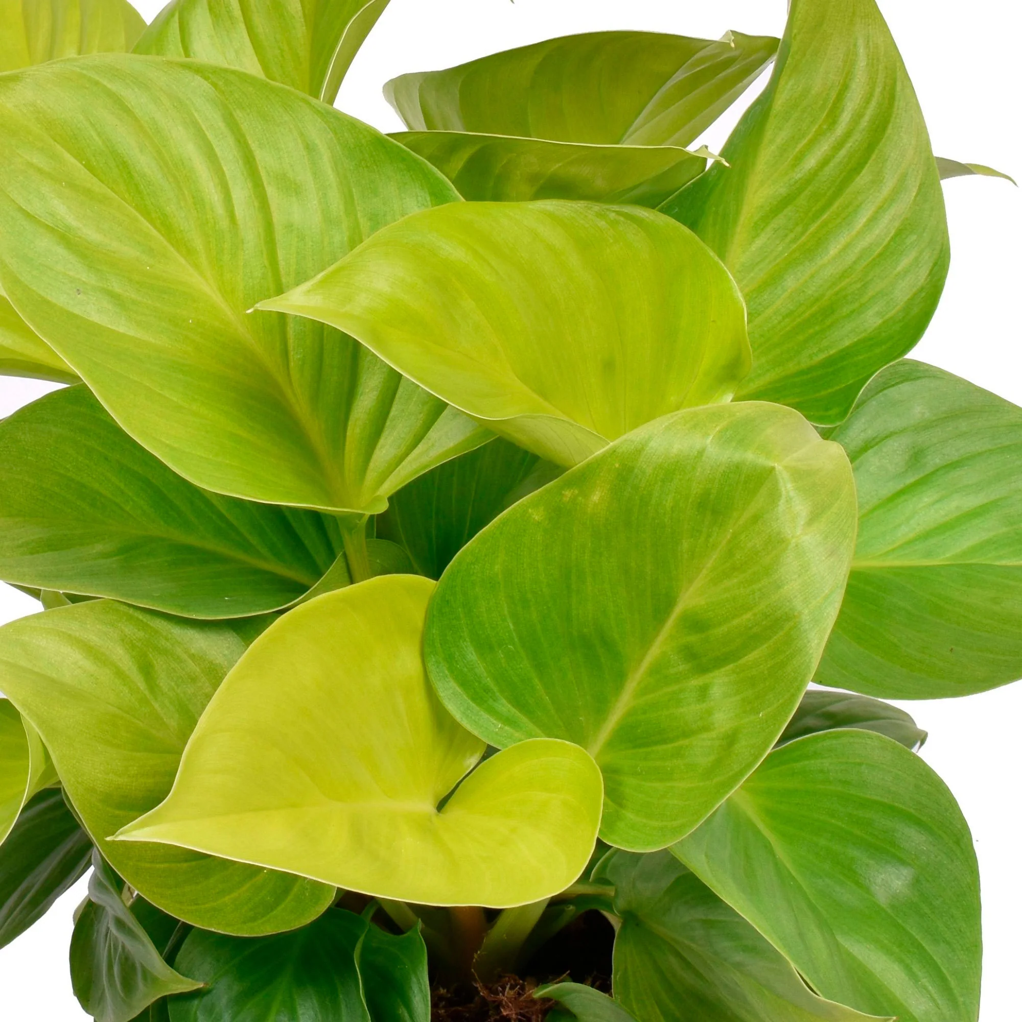 Homalomena 'Lemon Lime' - Bio - Image 2