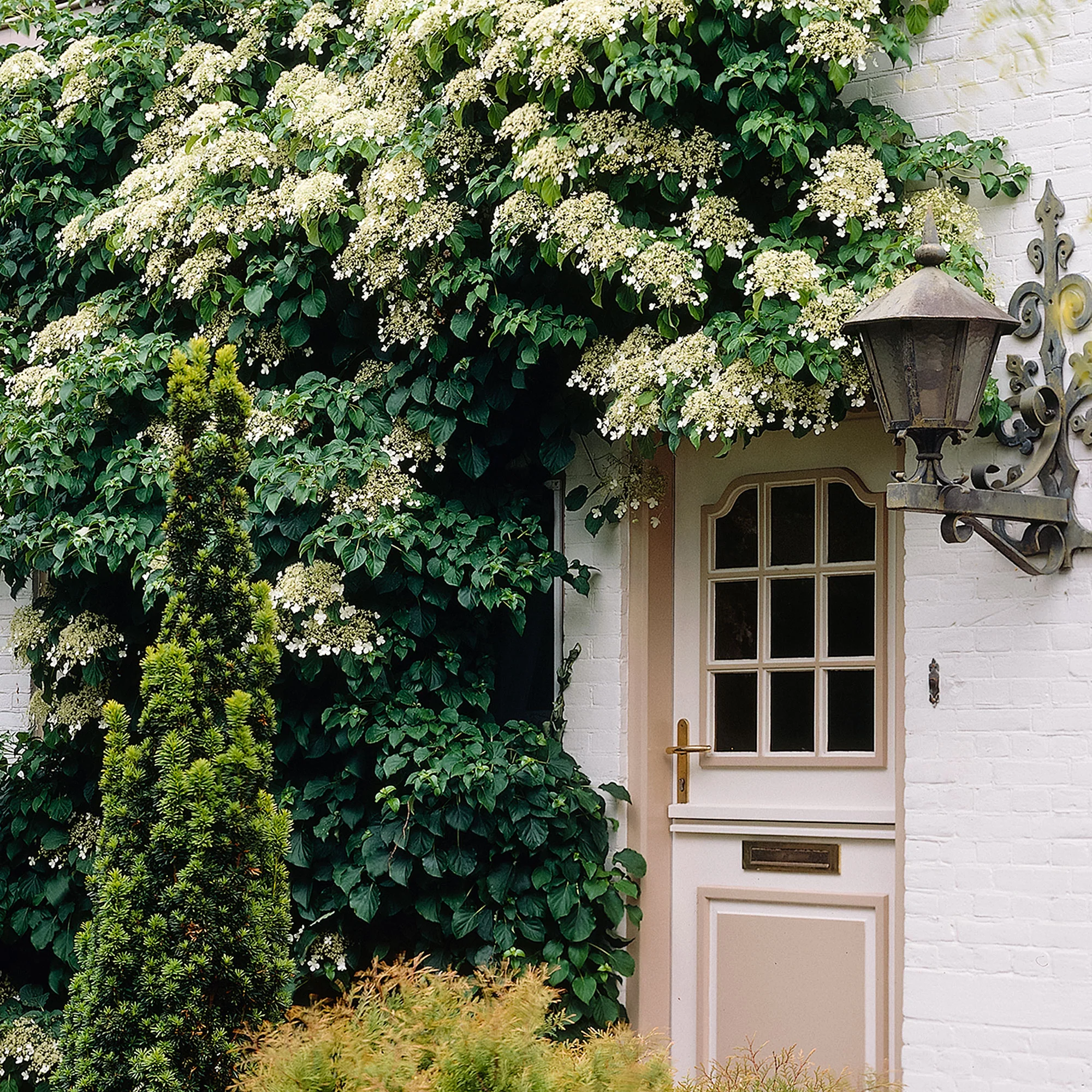 Hortensia grimpant Hydrangea anomala subsp. petiolaris