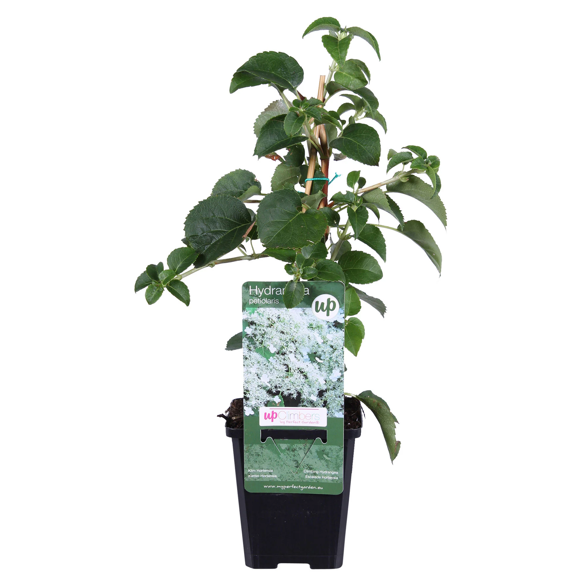 Hortensia grimpant Hydrangea anomala subsp. petiolaris - Image 4