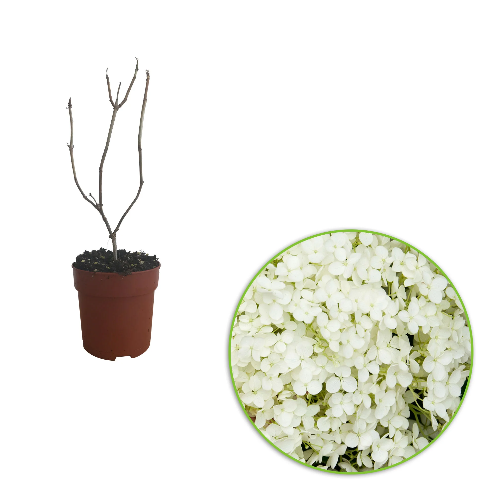 Hortensia Hydrangea 'Annabelle' Blanc - Image 2