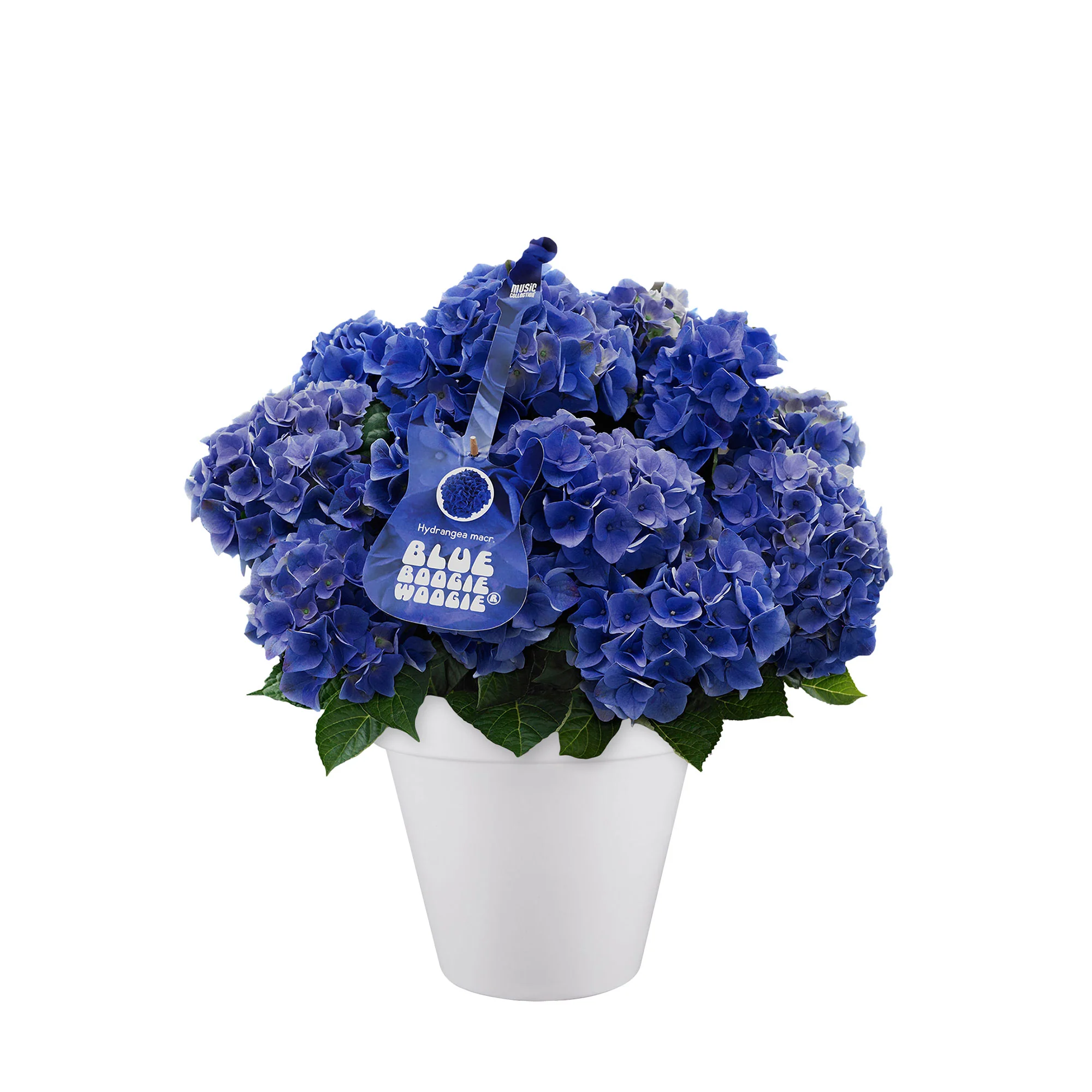 Hortensia Hydrangea 'Blue Boogiewoogie' bleu avec cache-pot blanc - Image 2