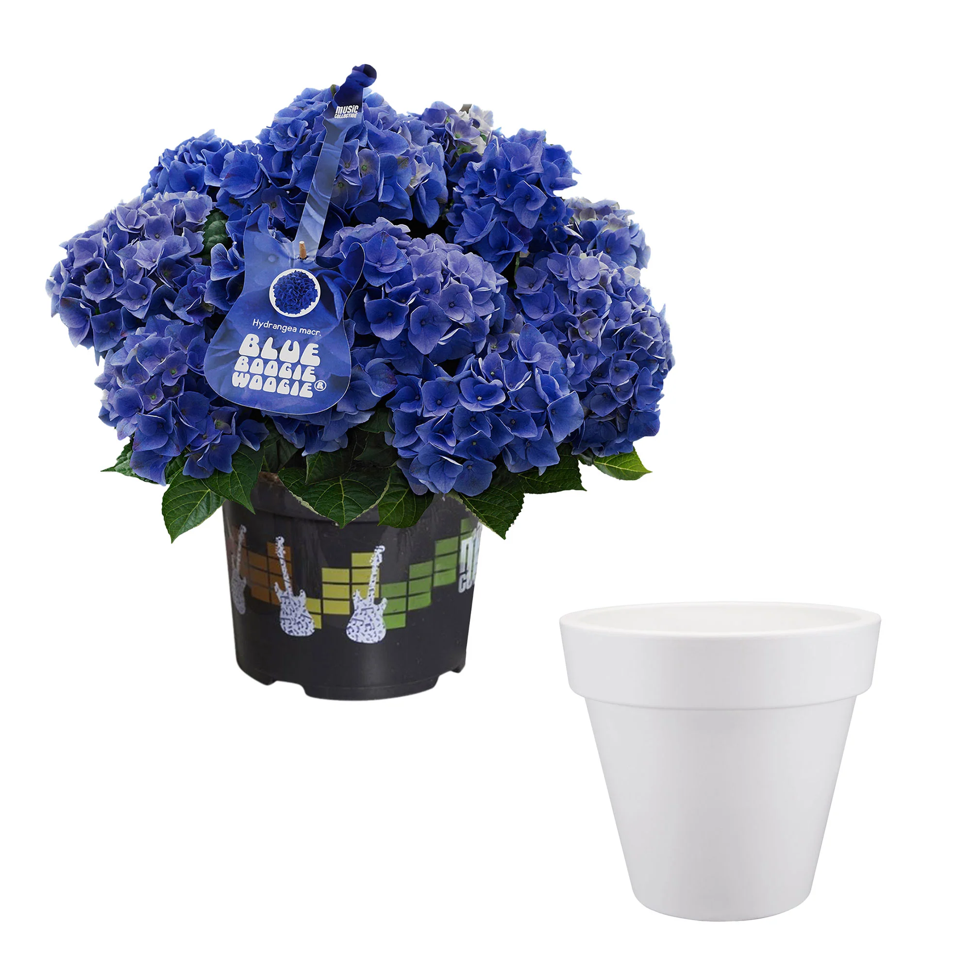 Hortensia Hydrangea 'Blue Boogiewoogie' bleu avec cache-pot blanc - Image 5