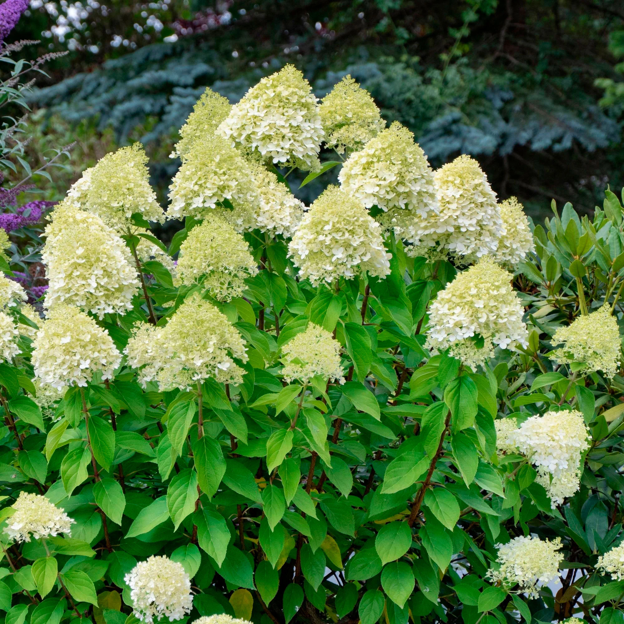 Hortensia Hydrangea 'Limelight' Blanc