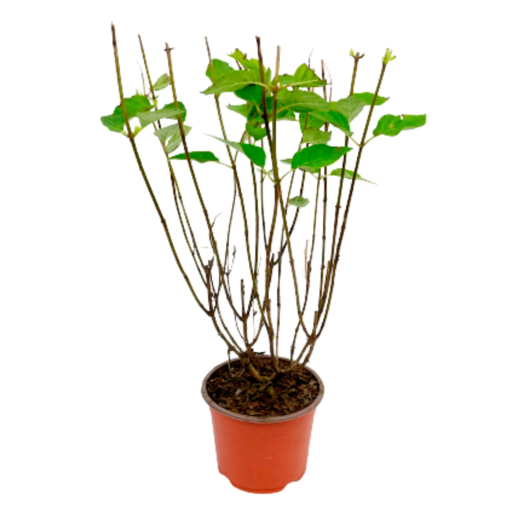 Hortensia Hydrangea 'Limelight' Blanc - Image 4